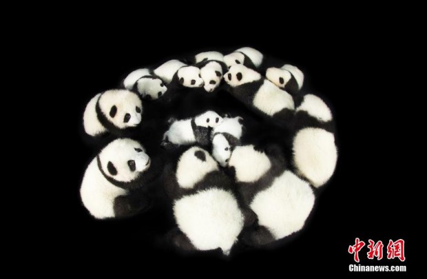 chengdu-12-panda-twins34667-620x405