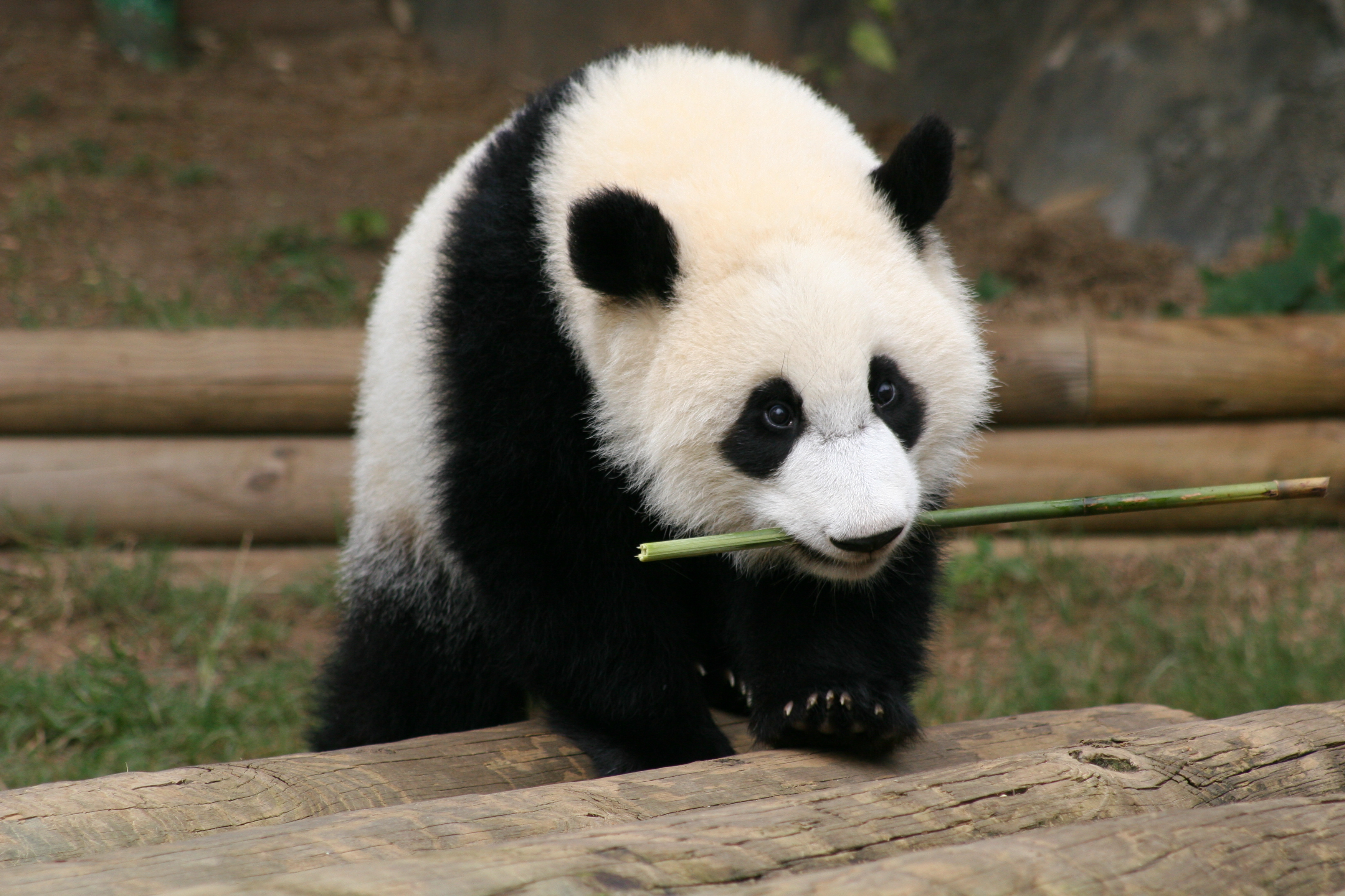 panda petting zoo united states