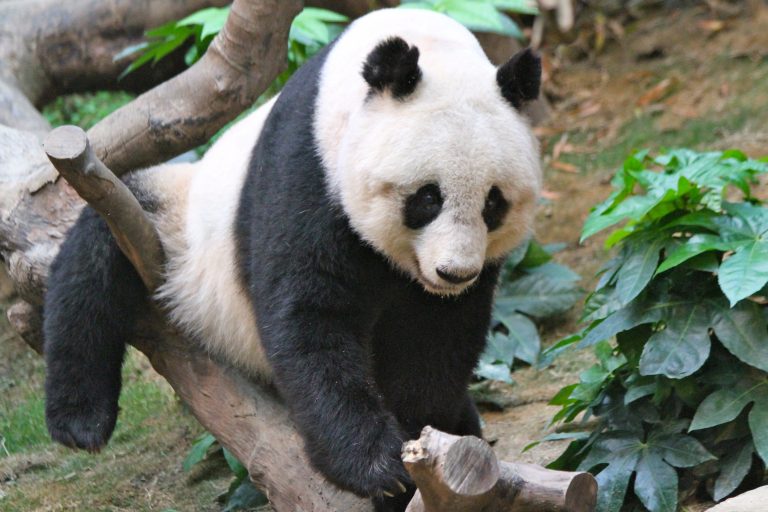 Jia Jia, the world's oldest giant panda, died