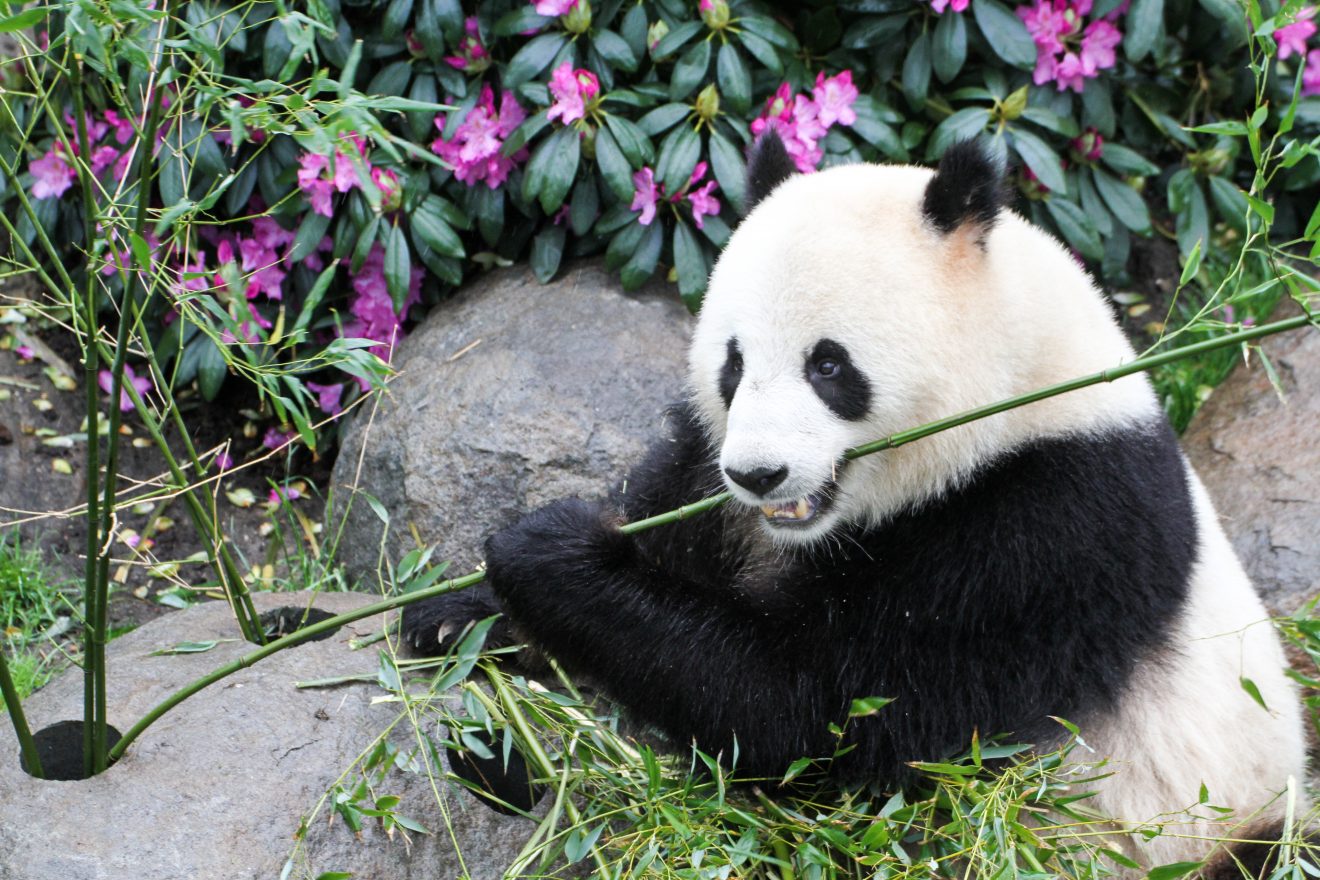 copenhagen zoo panda enclosure