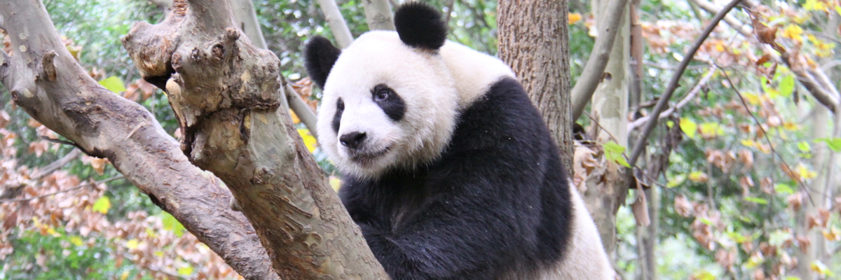 Panda foto 1