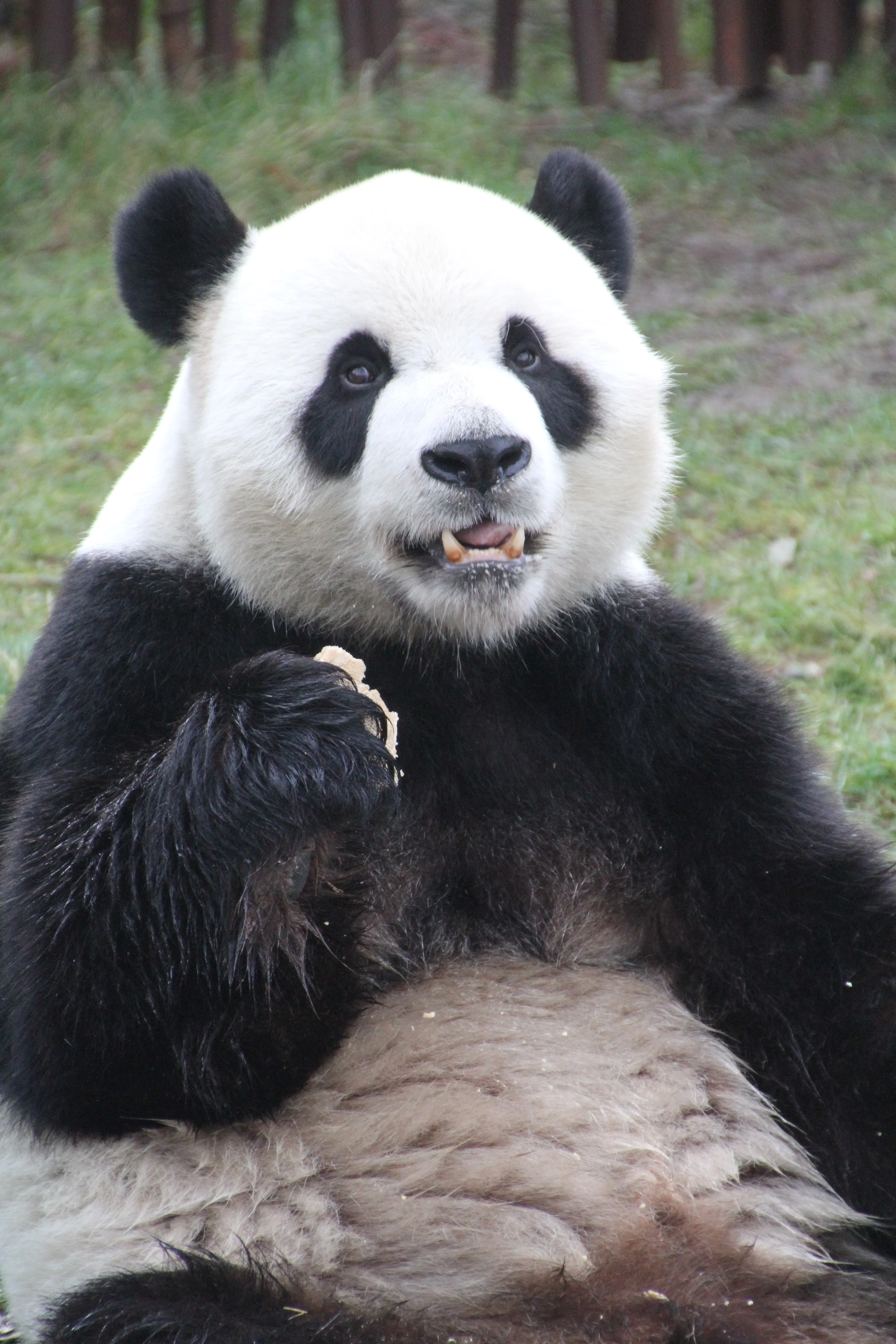 Giant Panda Zoo Awards 2014 Ceremony