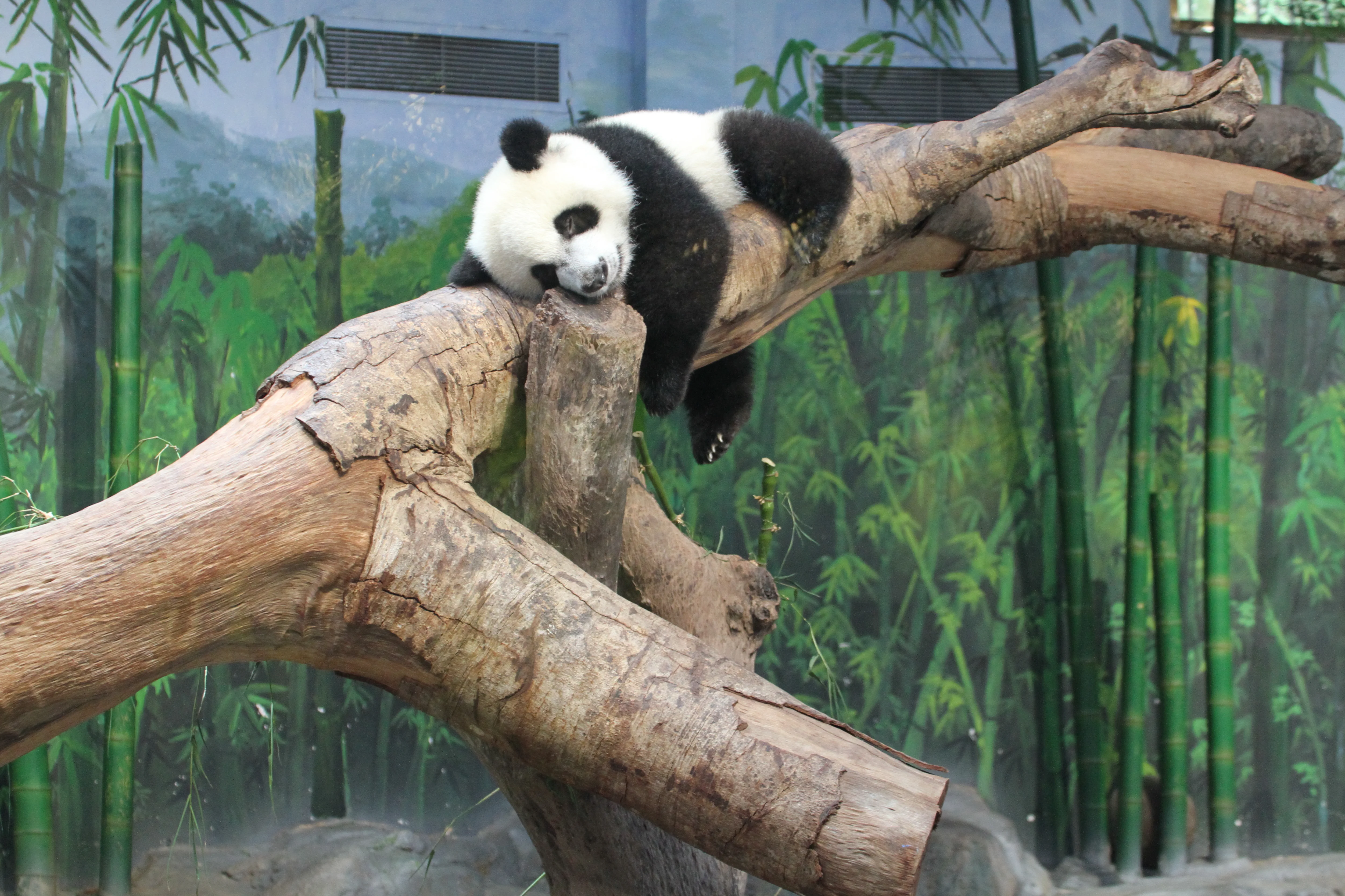 Chimelong Safari Park