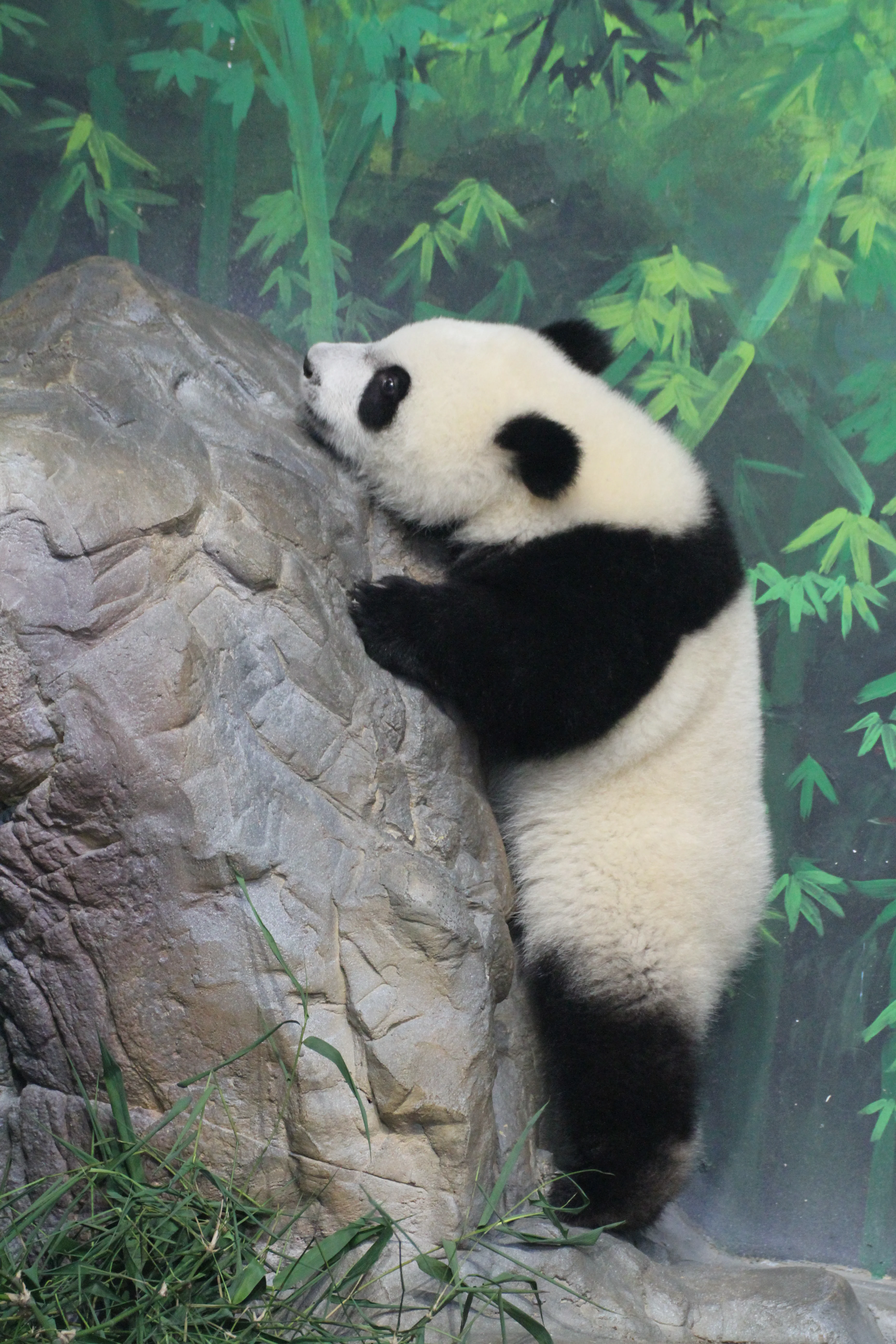 Chimelong Safari Park