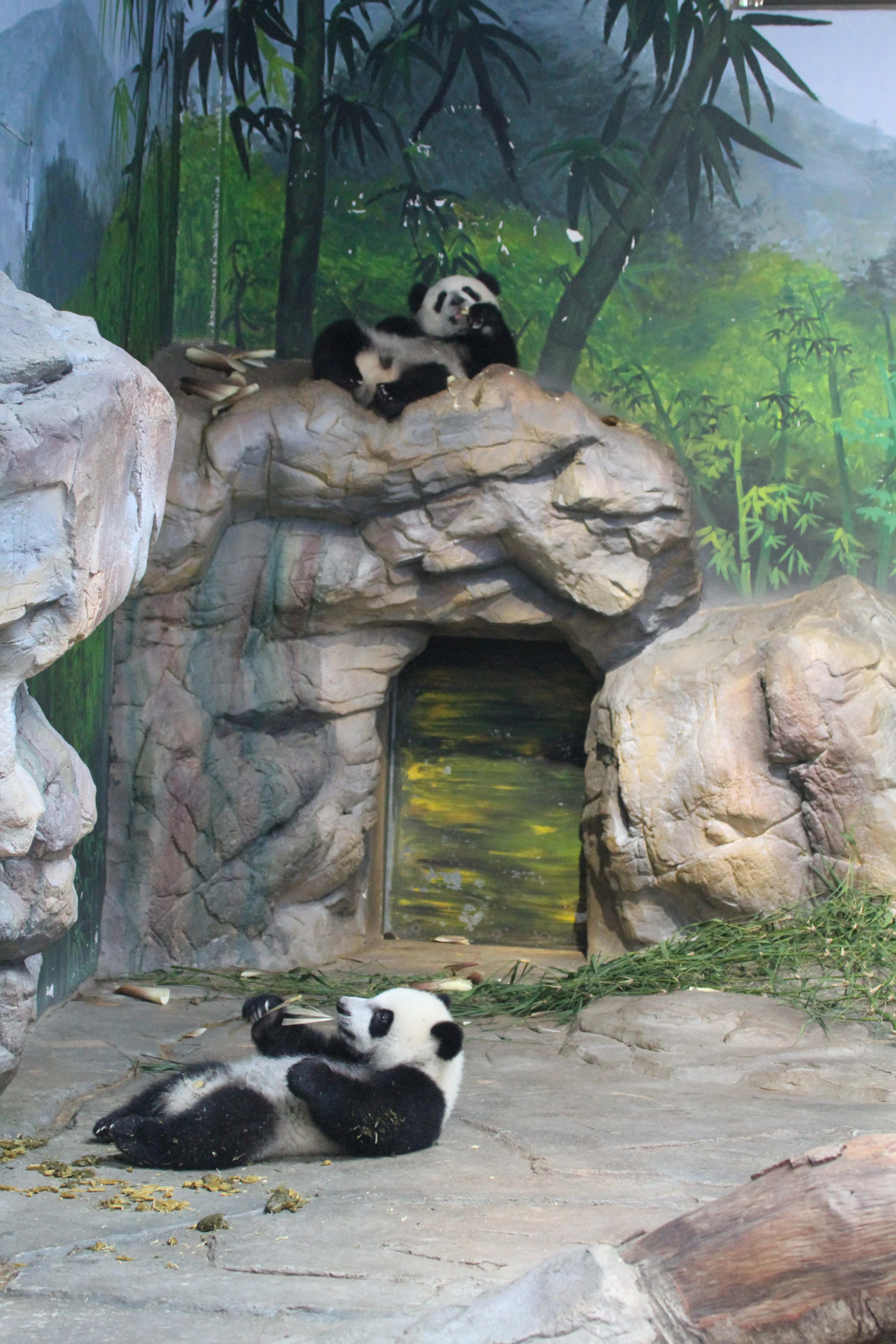 Chimelong Safari Park