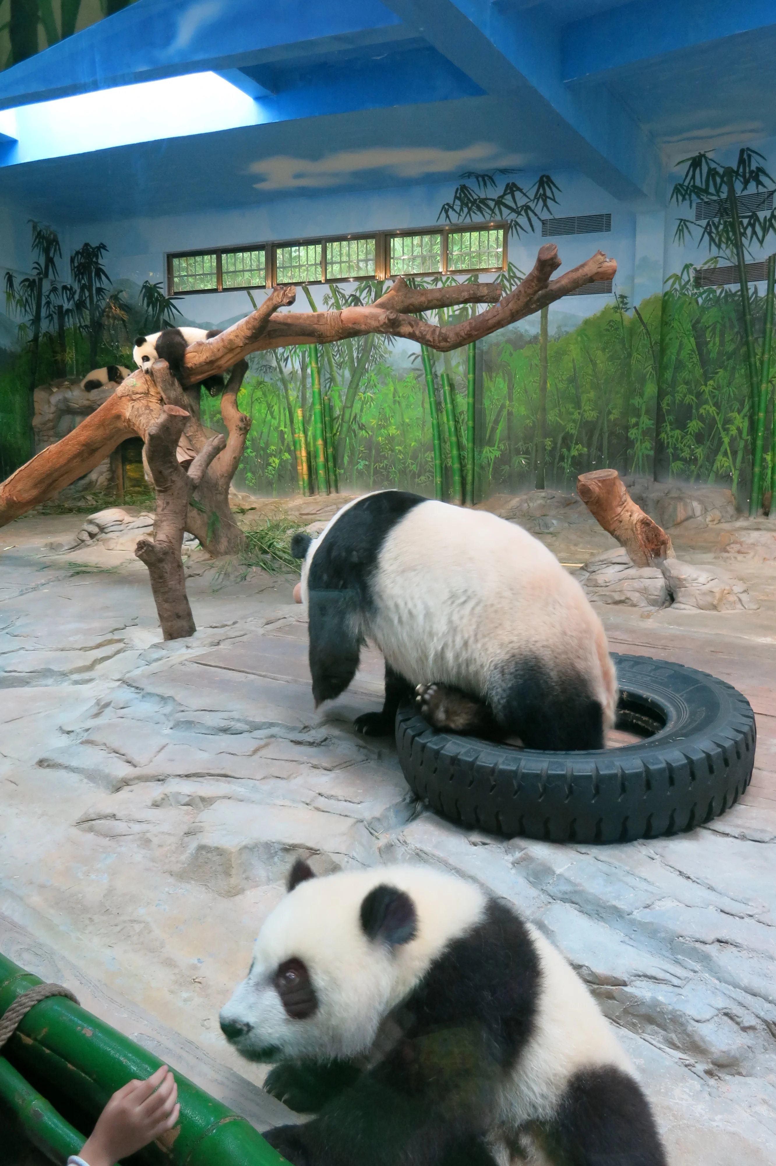 Chimelong Safari Park