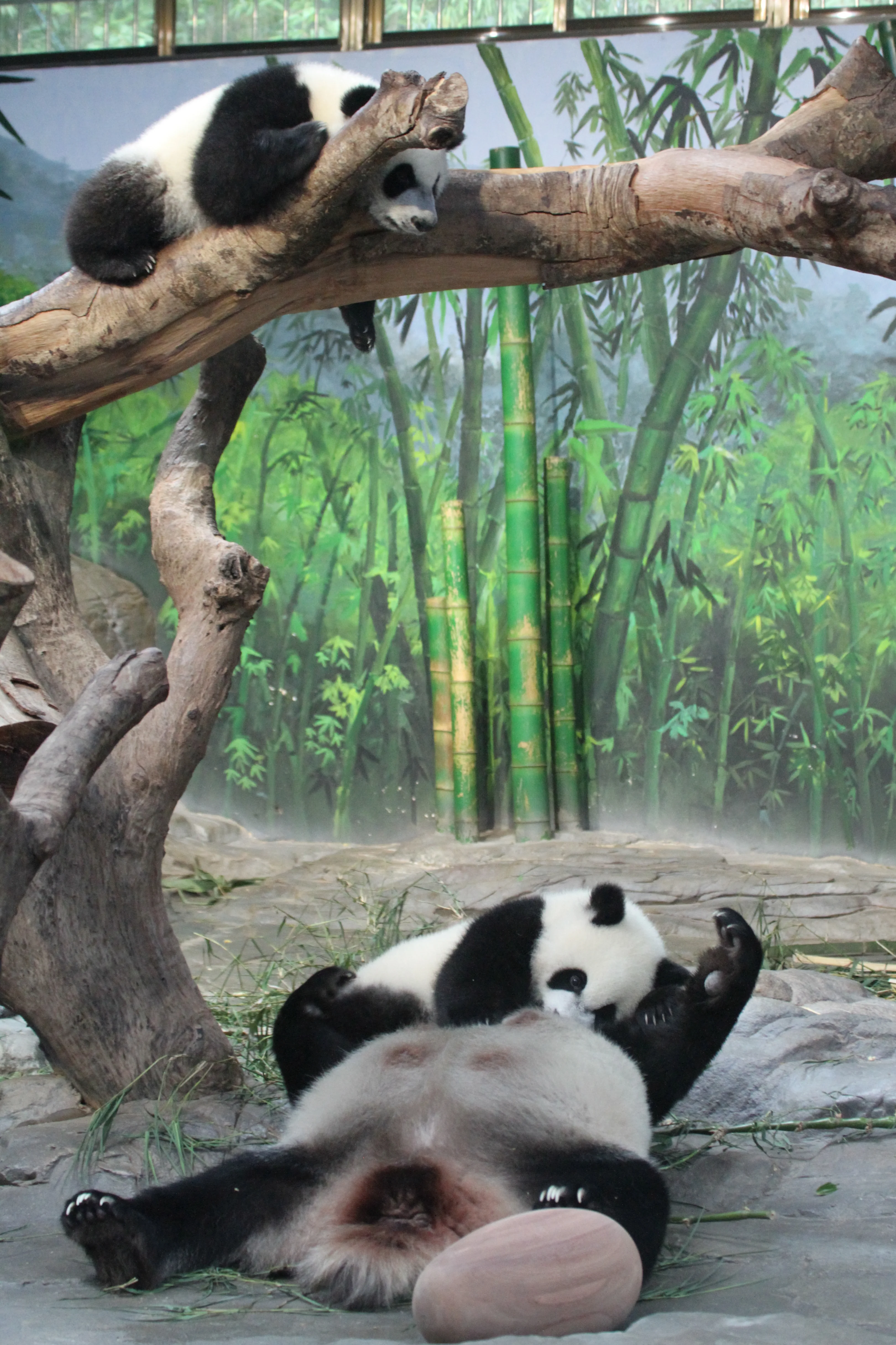 Chimelong Safari Park