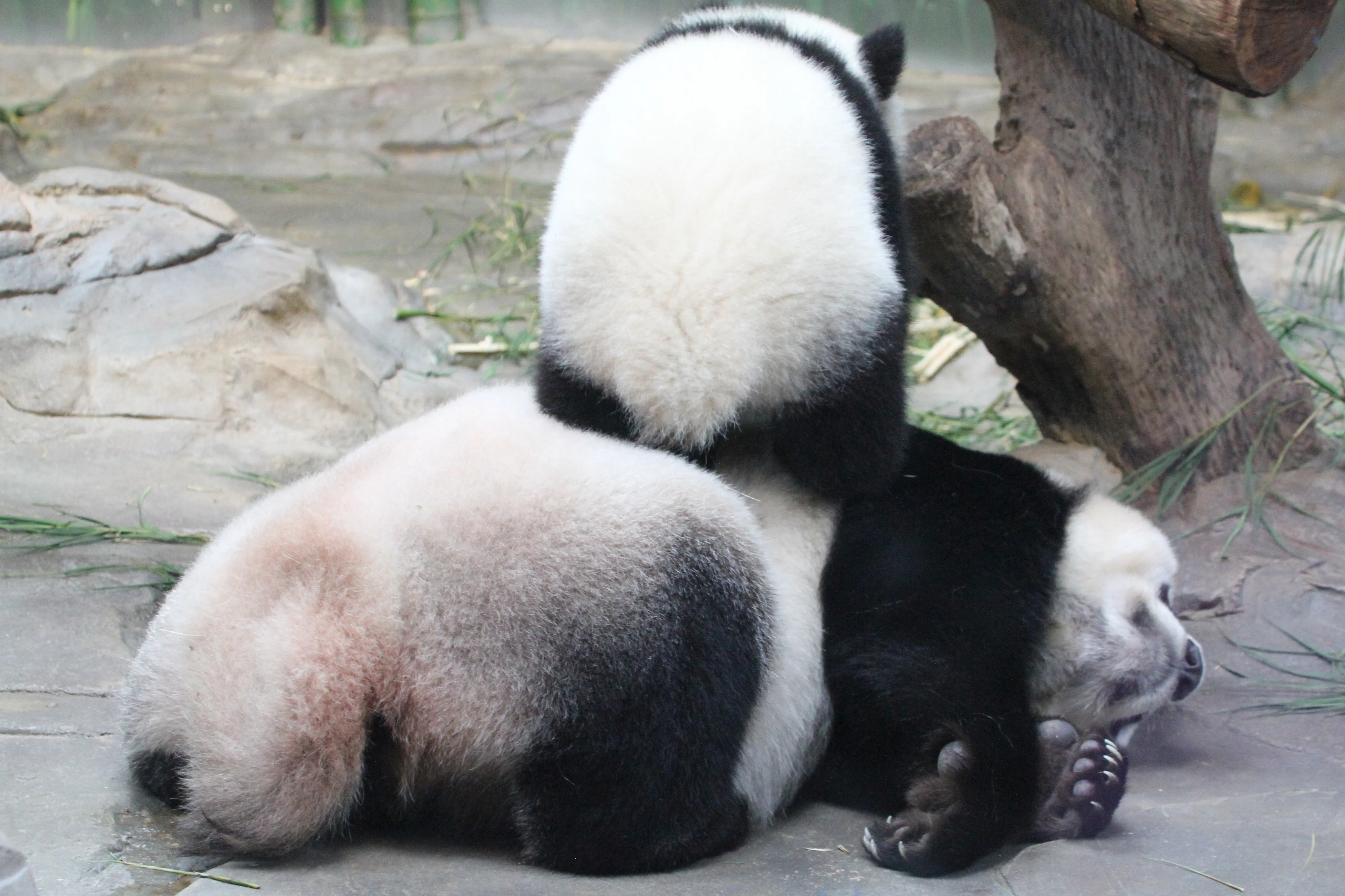 Chimelong Safari Park