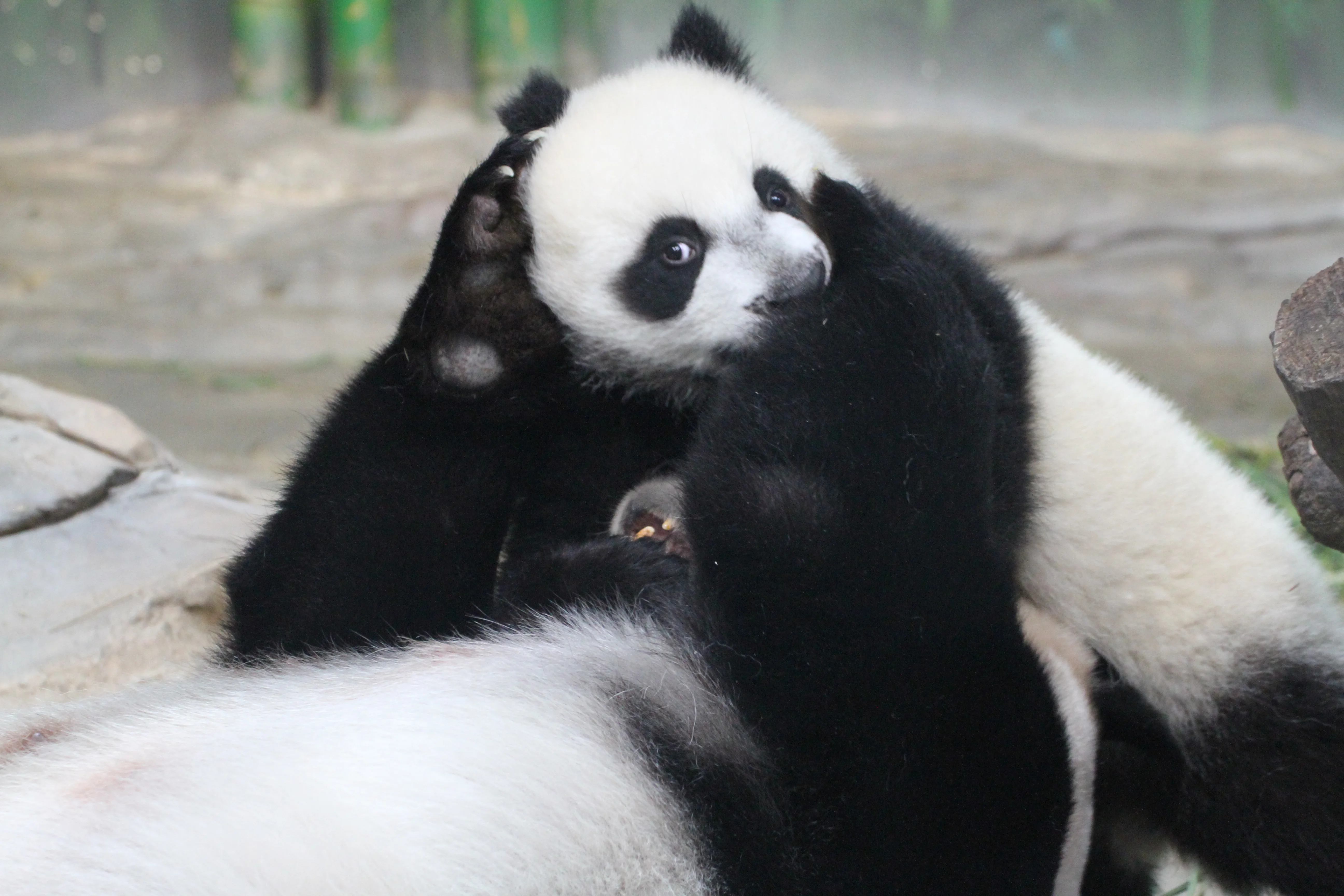Chimelong Safari Park