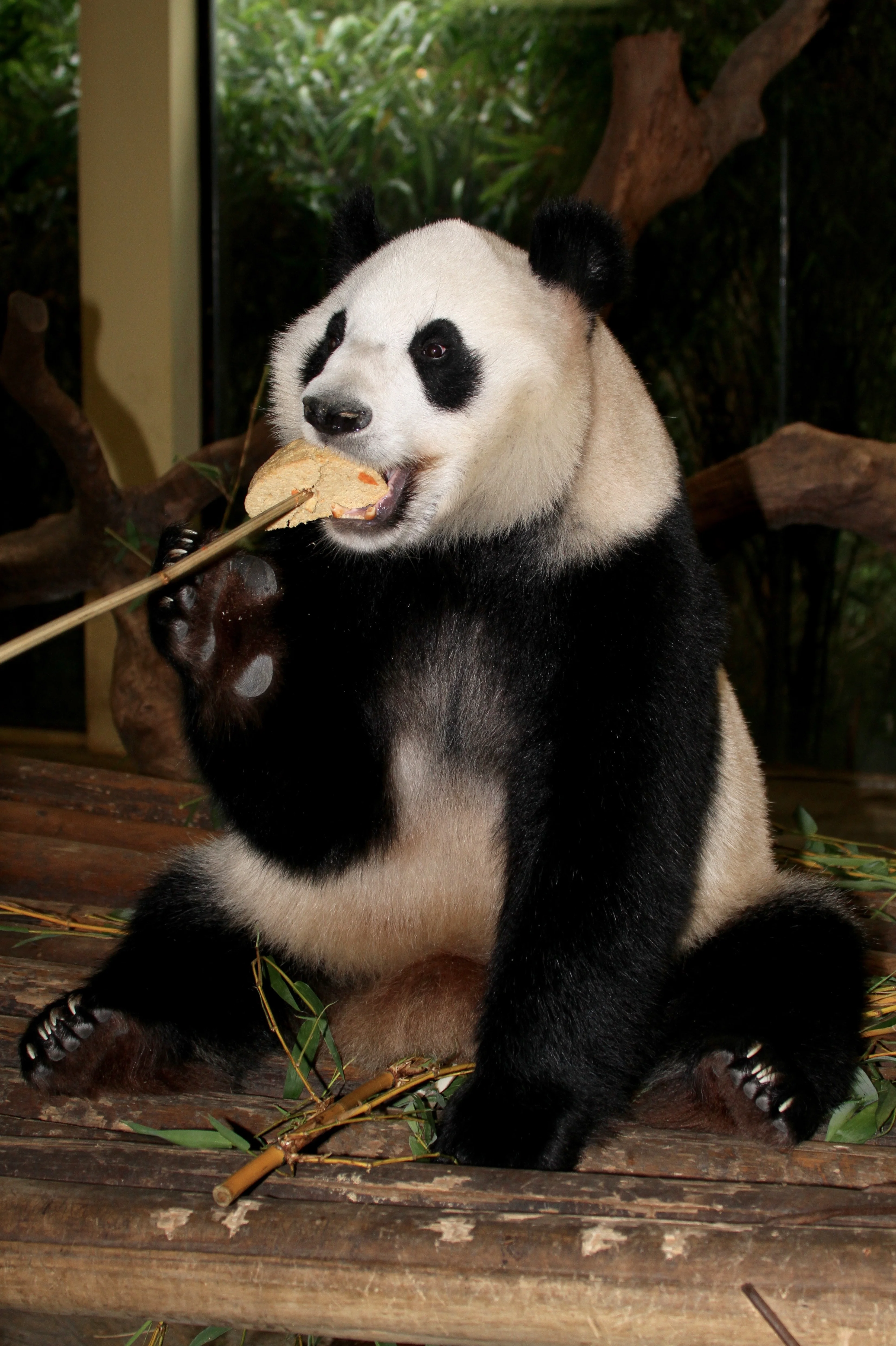 Chimelong Safari Park