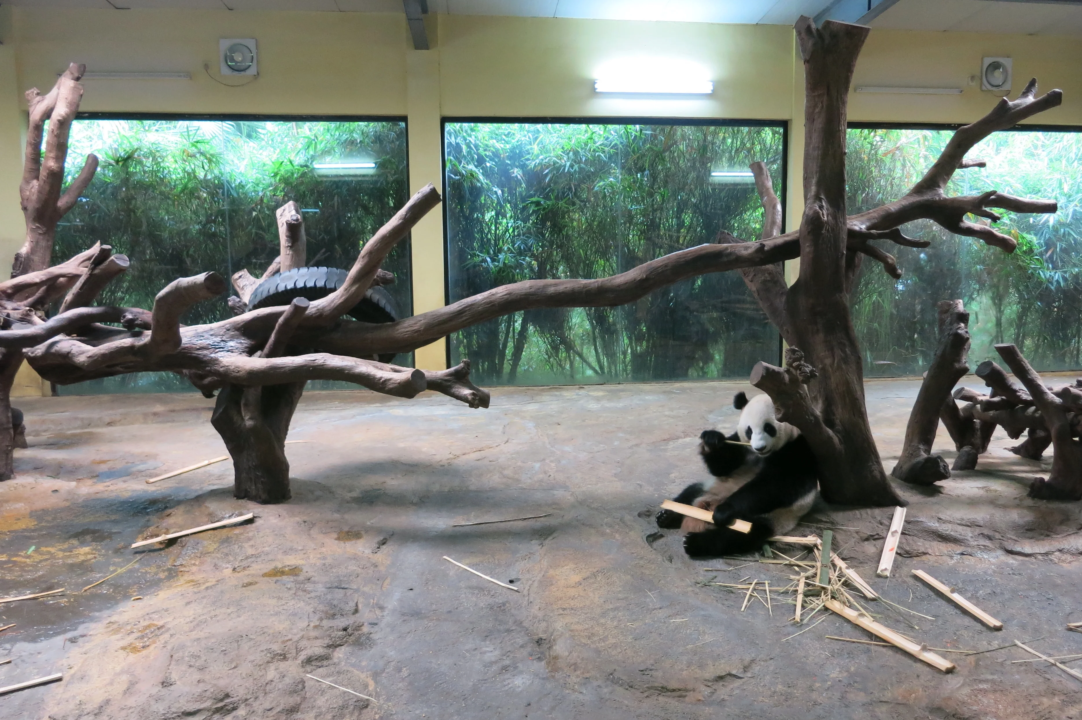 Chimelong Safari Park