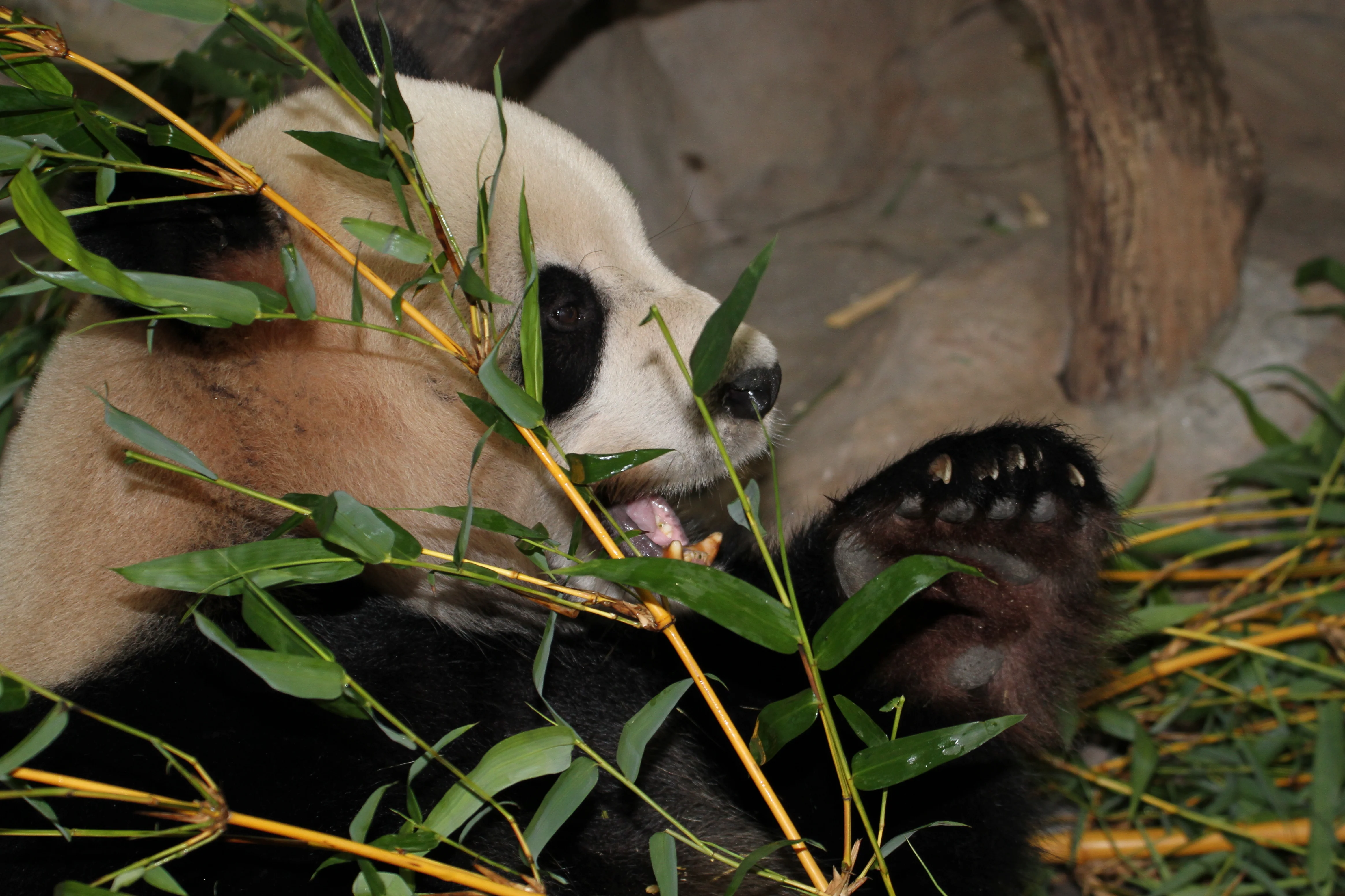 Chimelong Safari Park