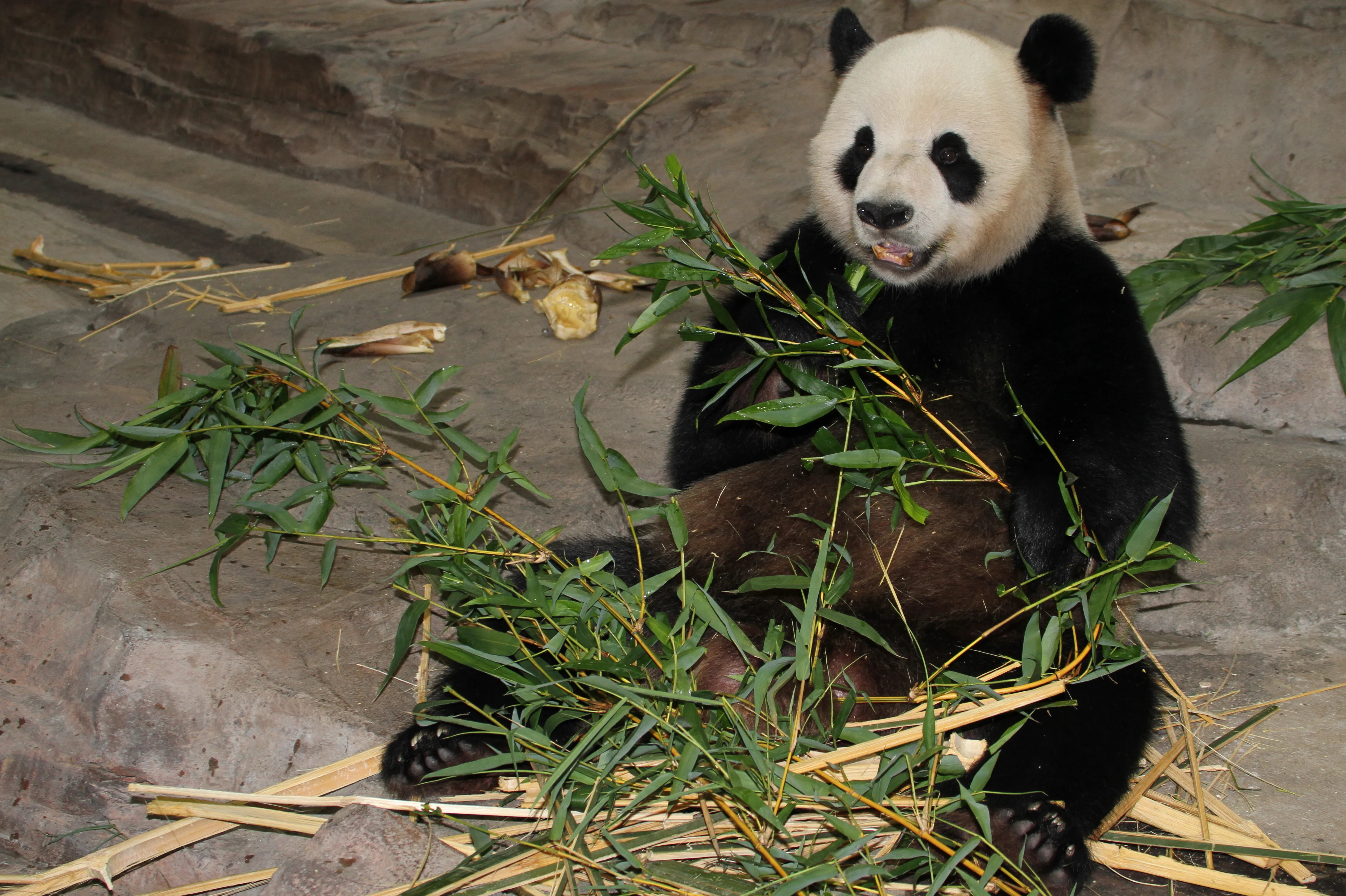 Chimelong Safari Park