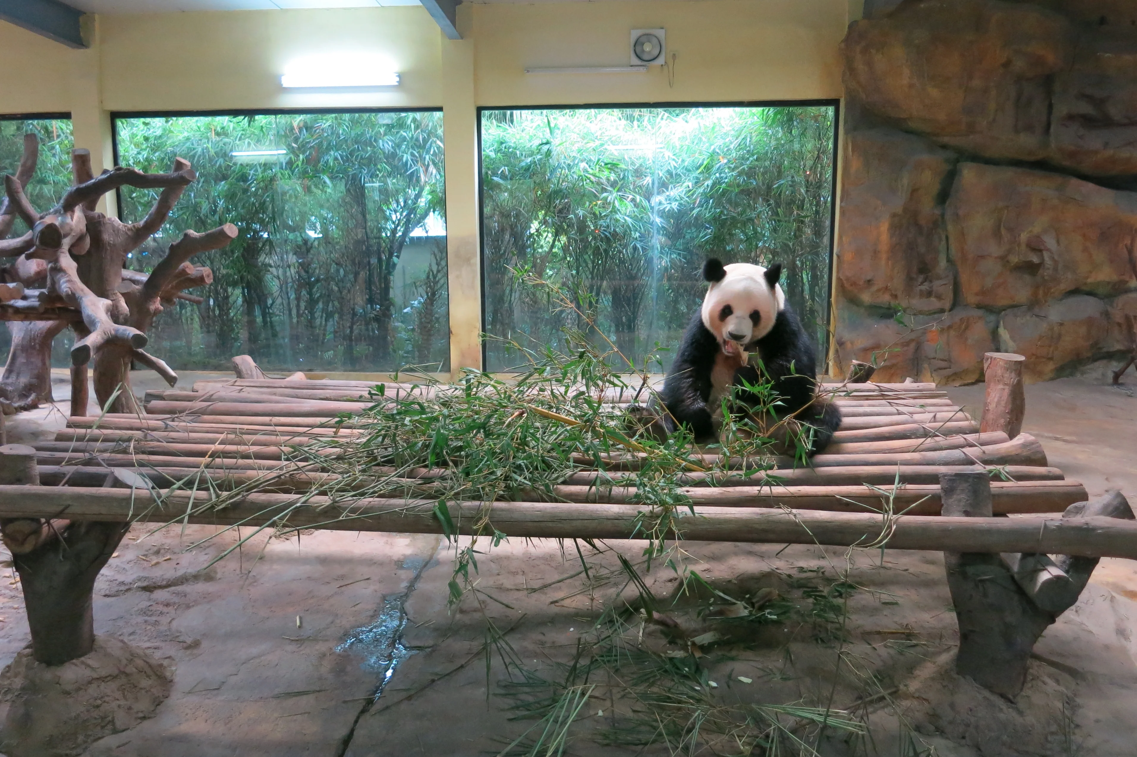 Chimelong Safari Park