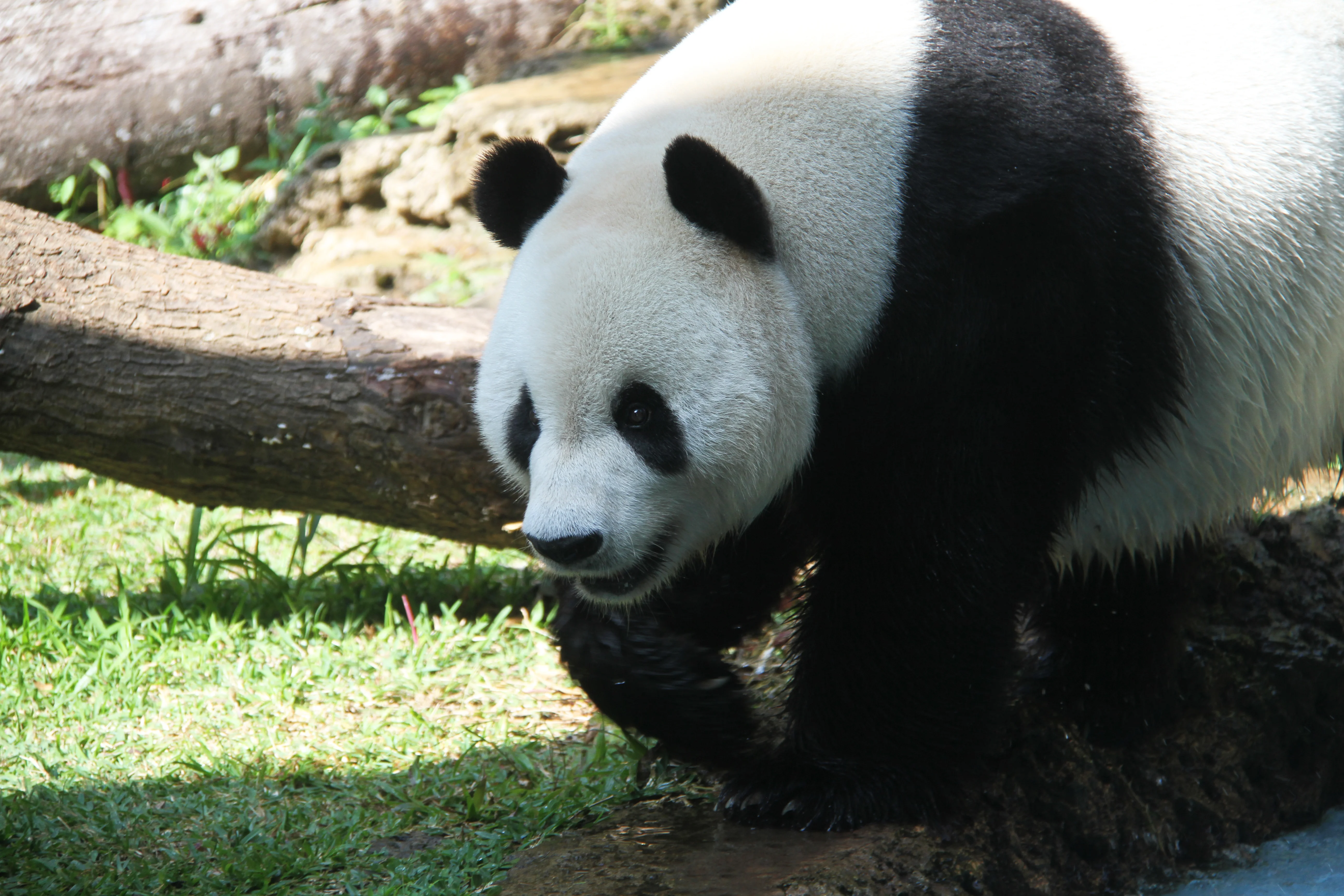 Taman Safari Indonesia
