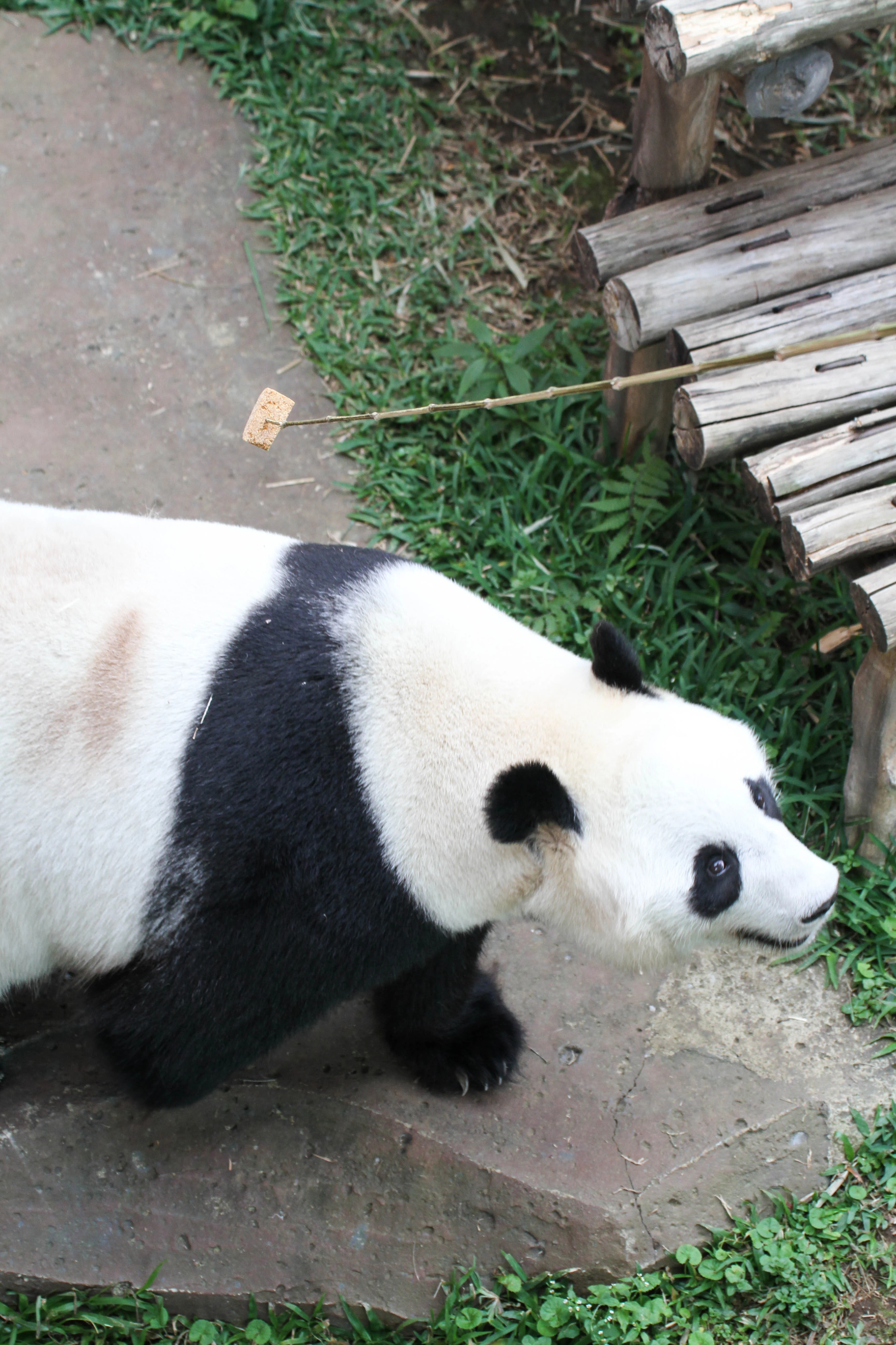 Taman Safari Indonesia