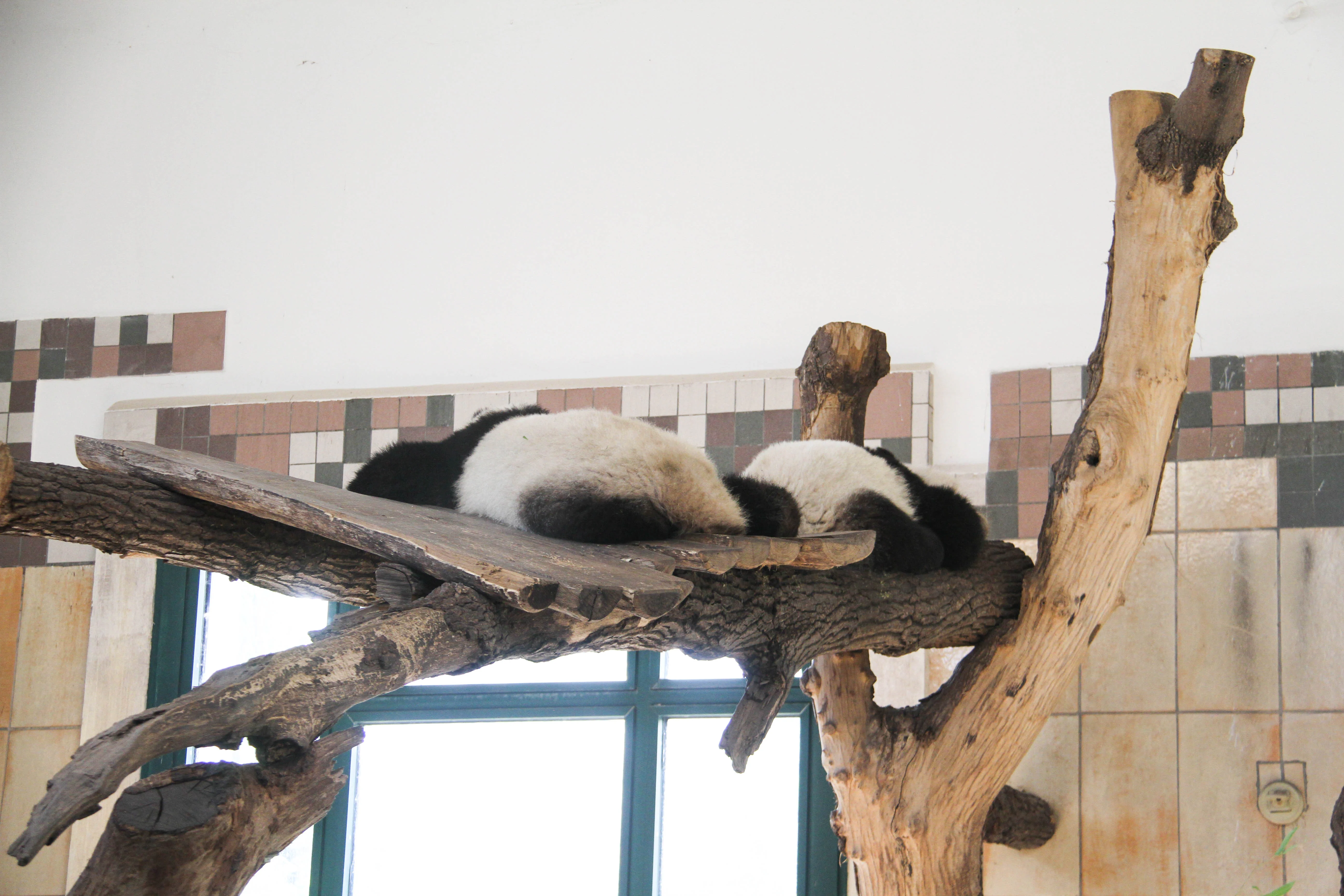 Tiergarten Schönbrunn