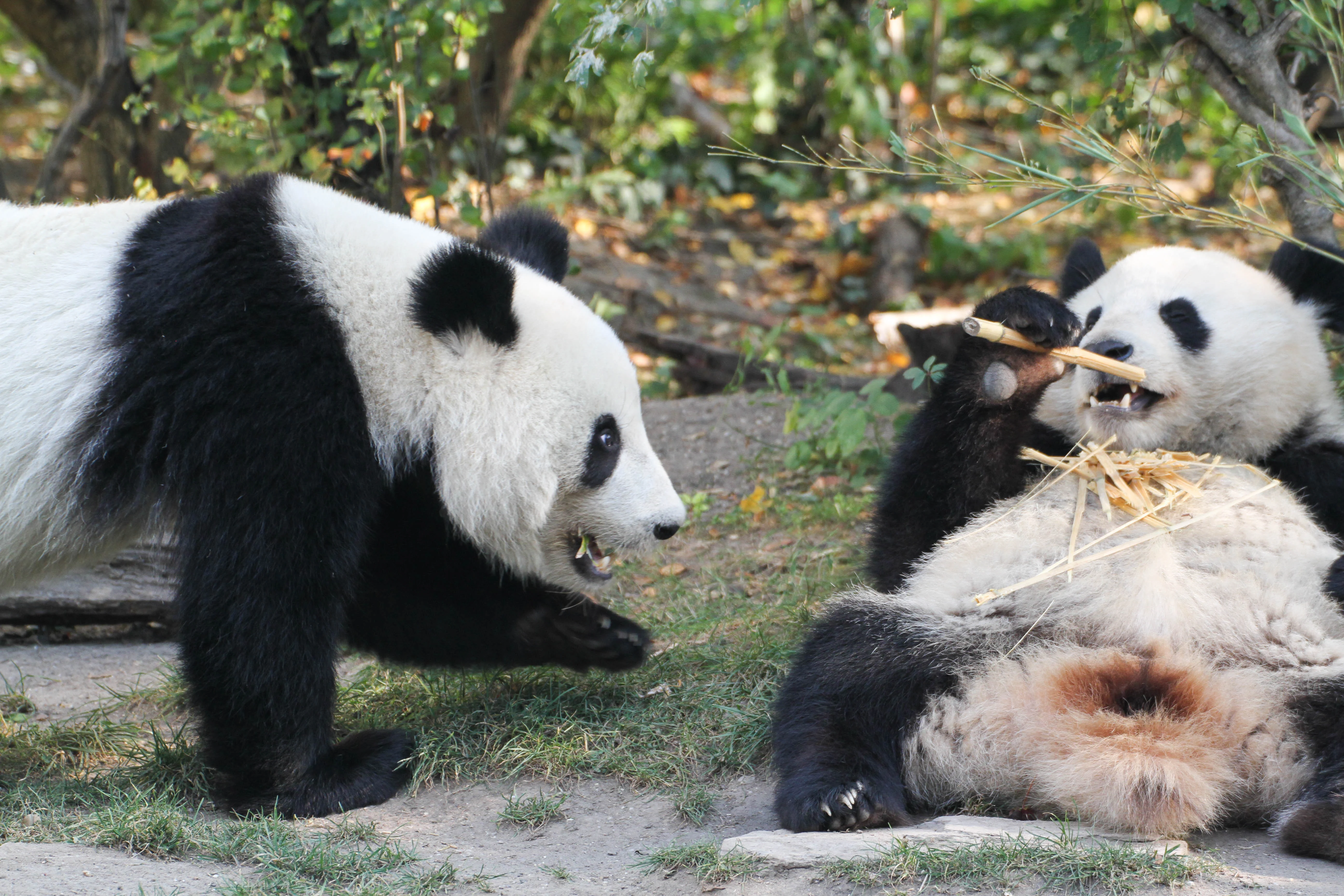 Tiergarten Schönbrunn