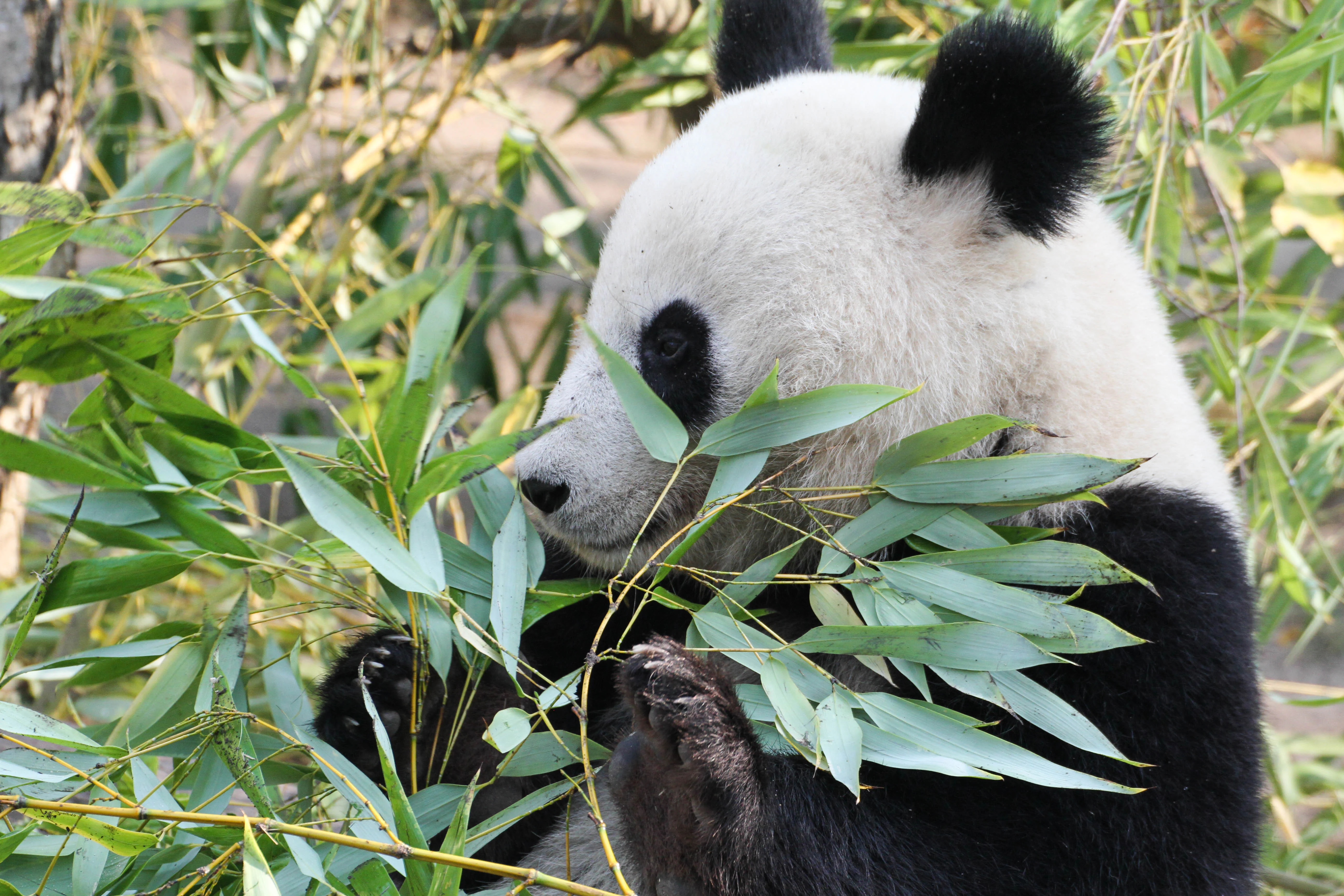 Tiergarten Schönbrunn