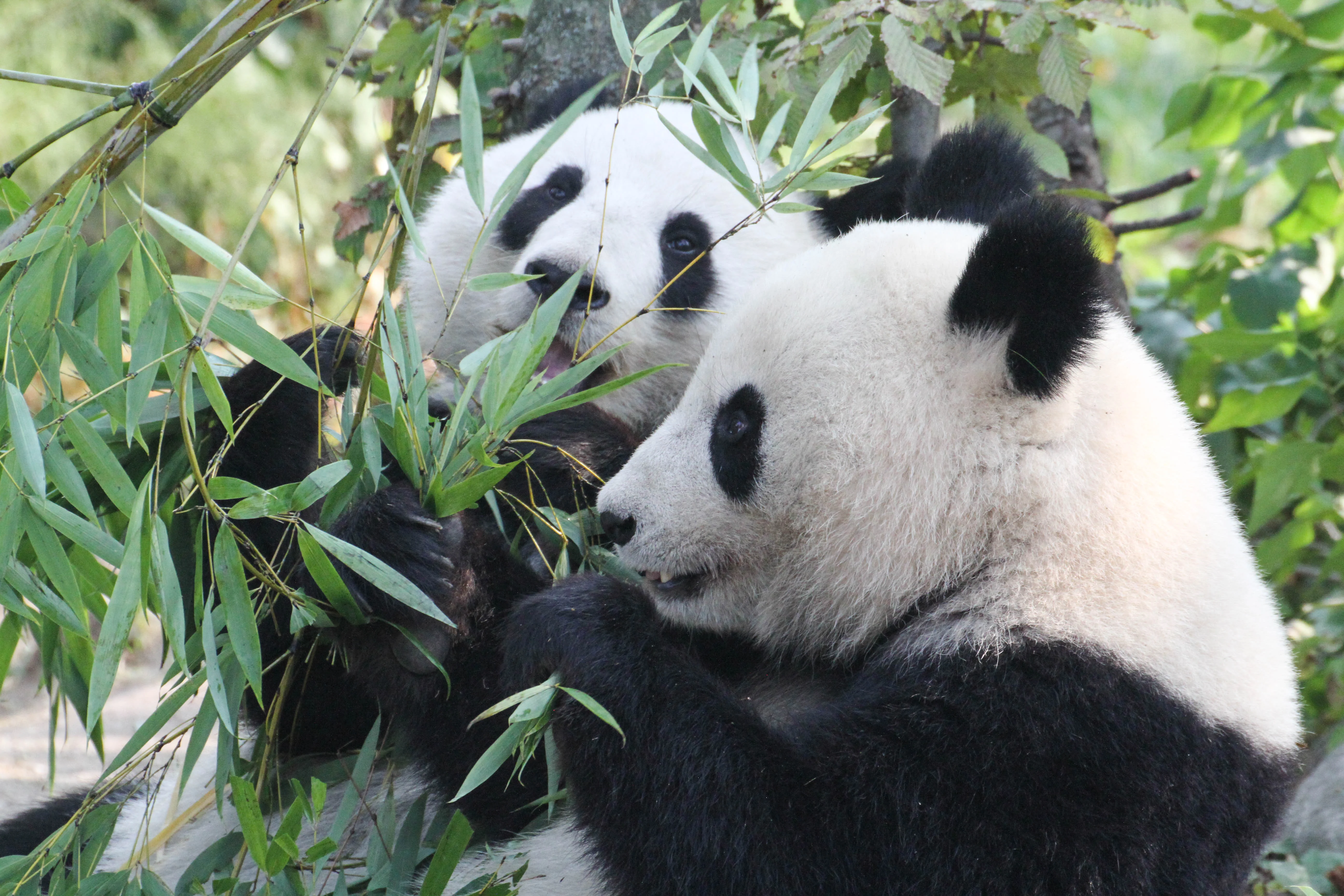 Tiergarten Schönbrunn