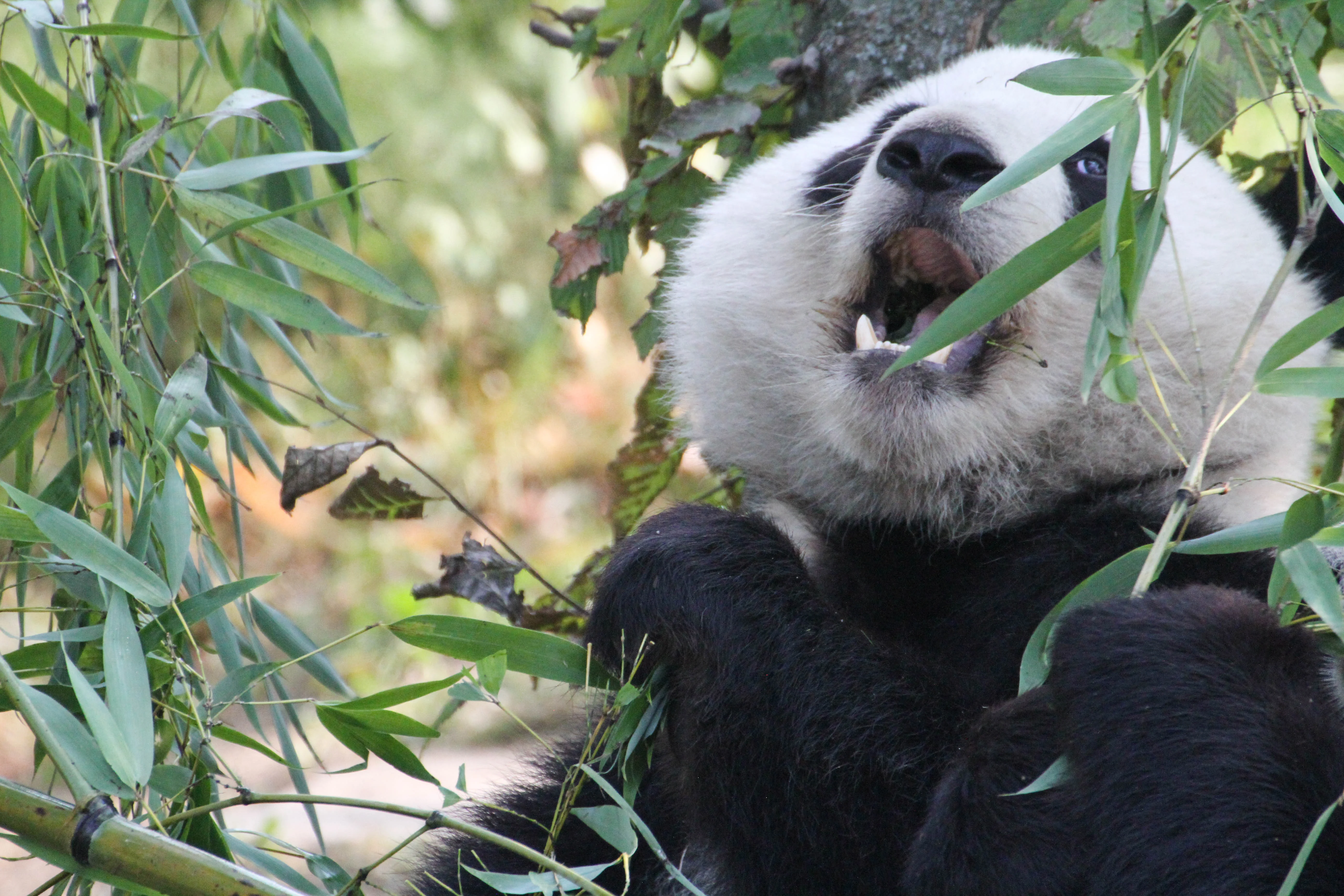 Tiergarten Schönbrunn