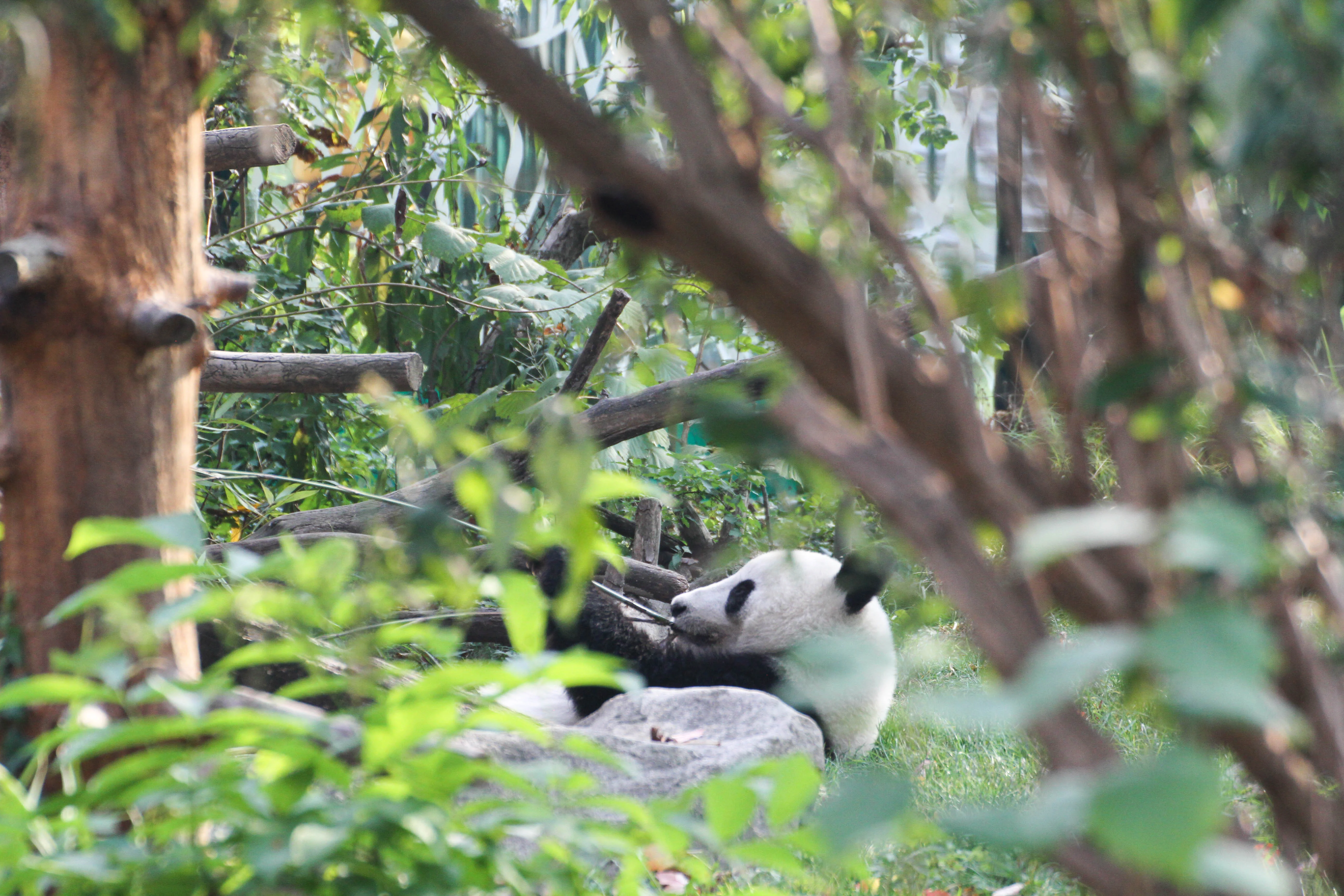 Tiergarten Schönbrunn
