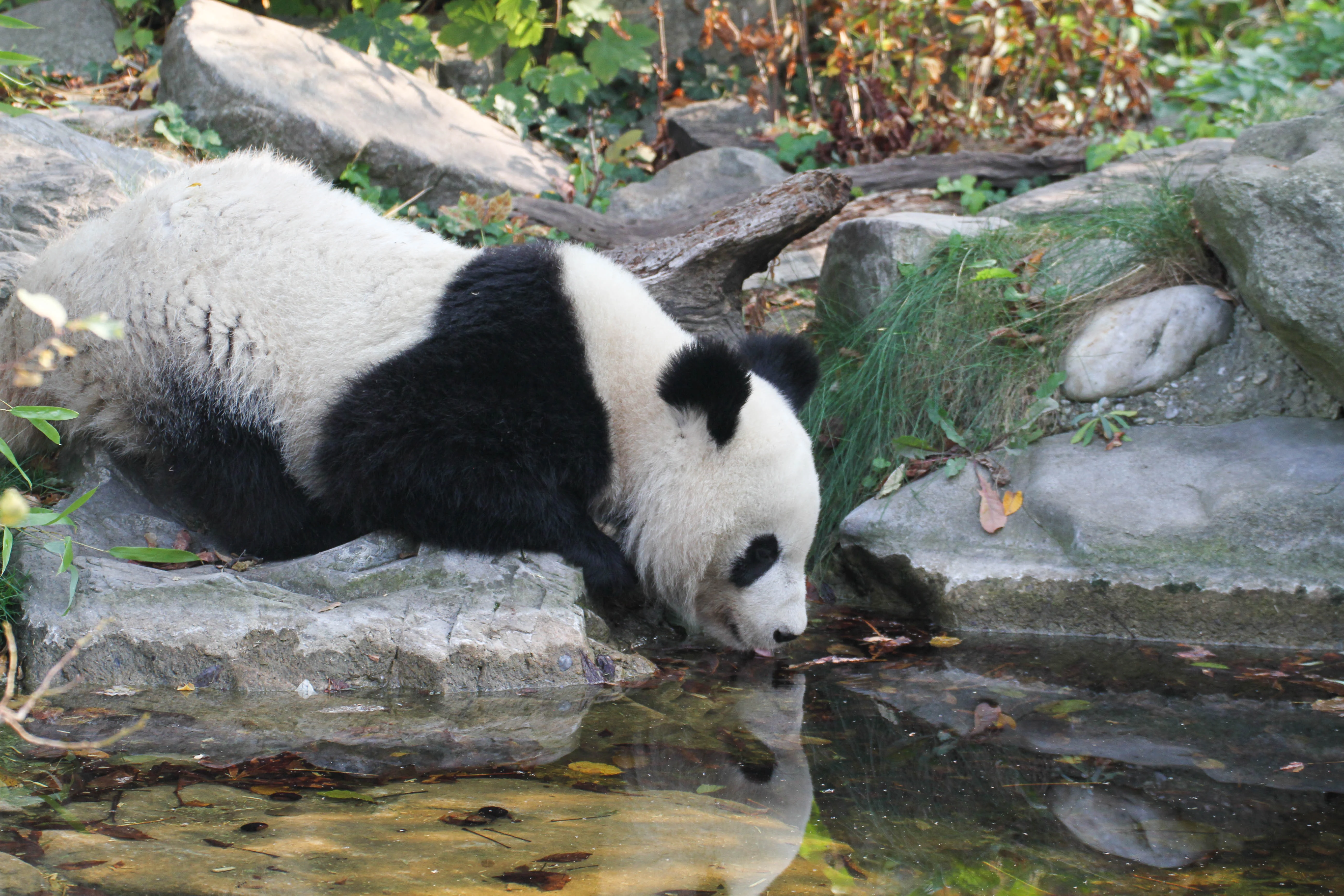 Tiergarten Schönbrunn