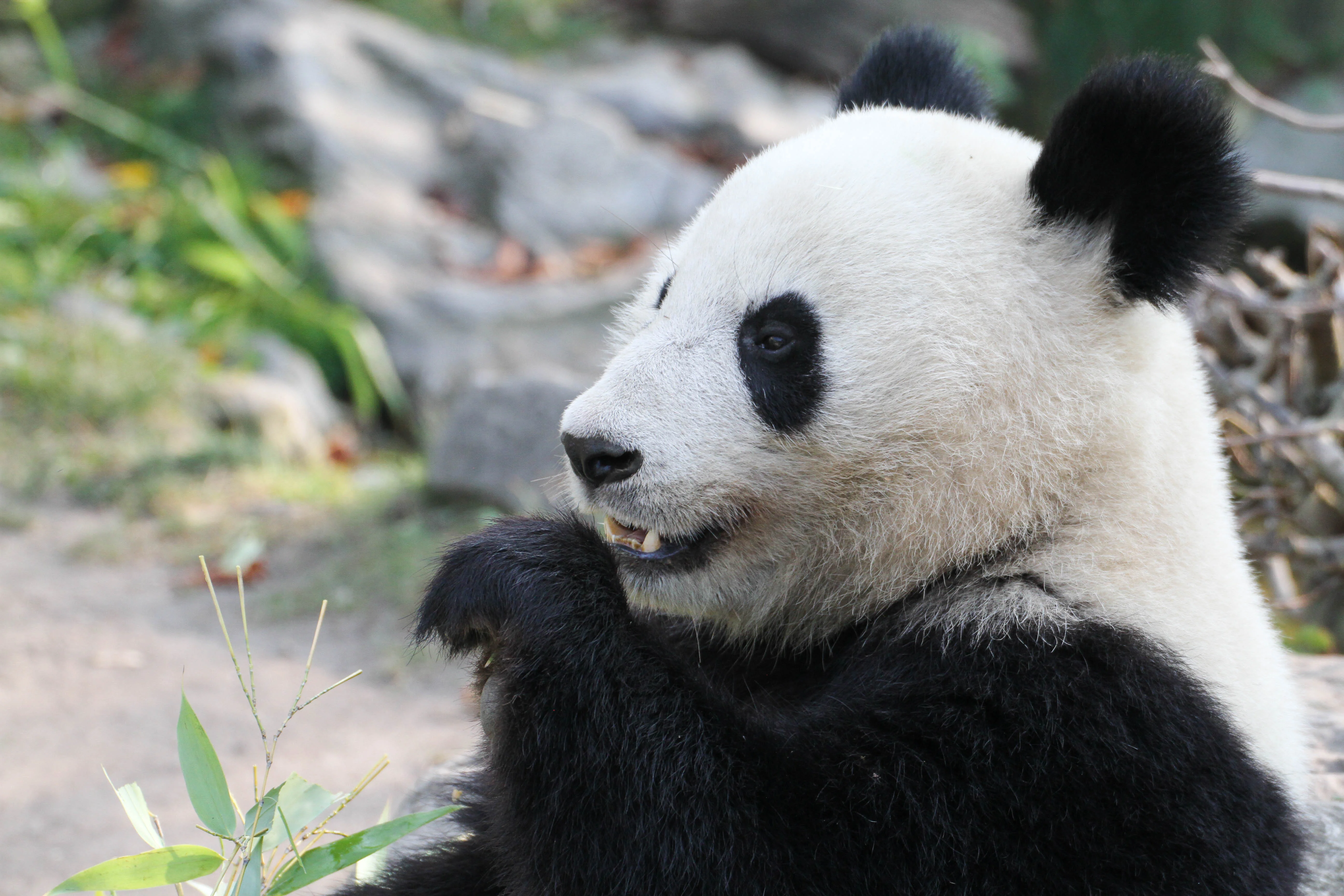 Tiergarten Schönbrunn