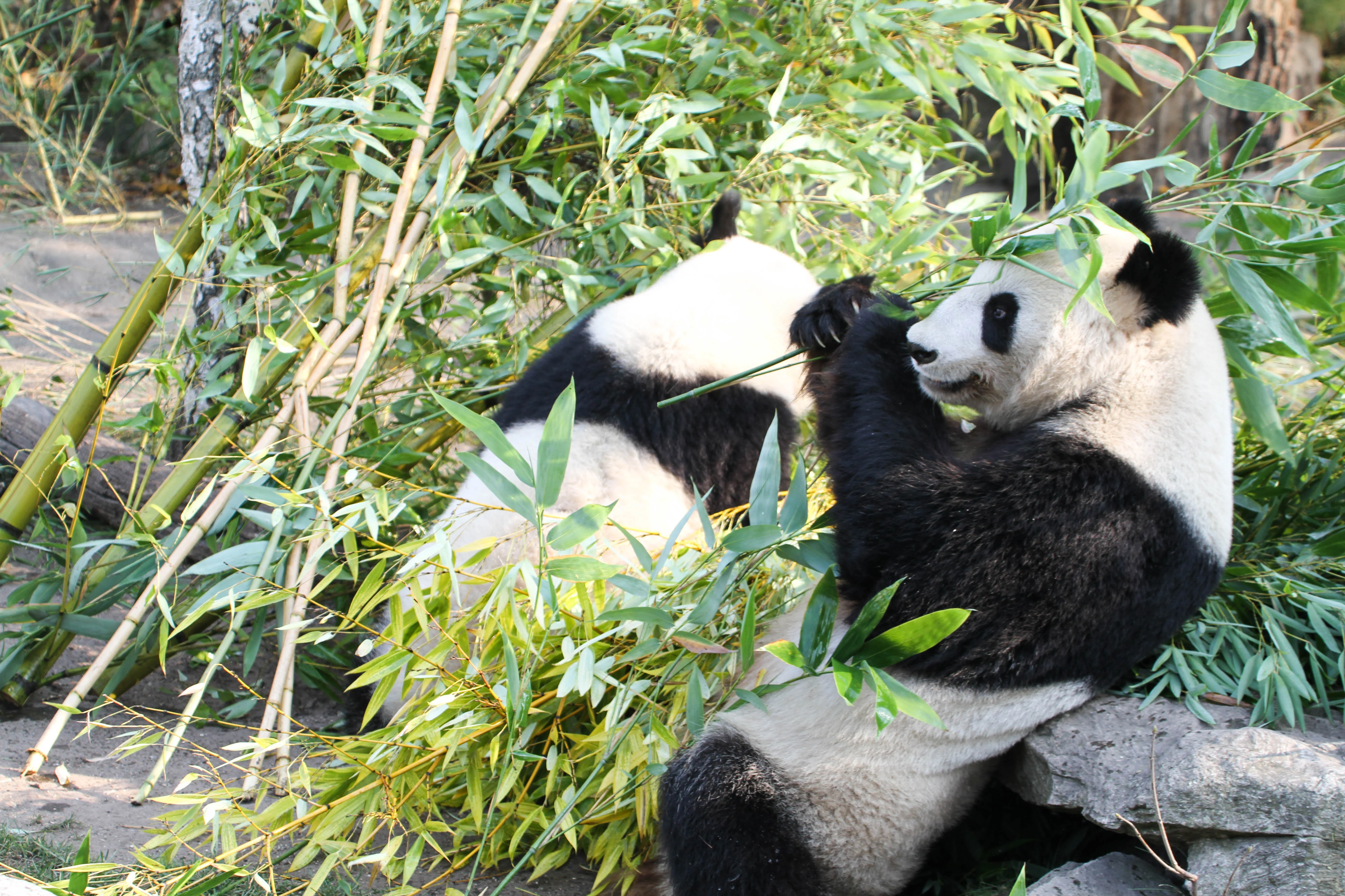Tiergarten Schönbrunn