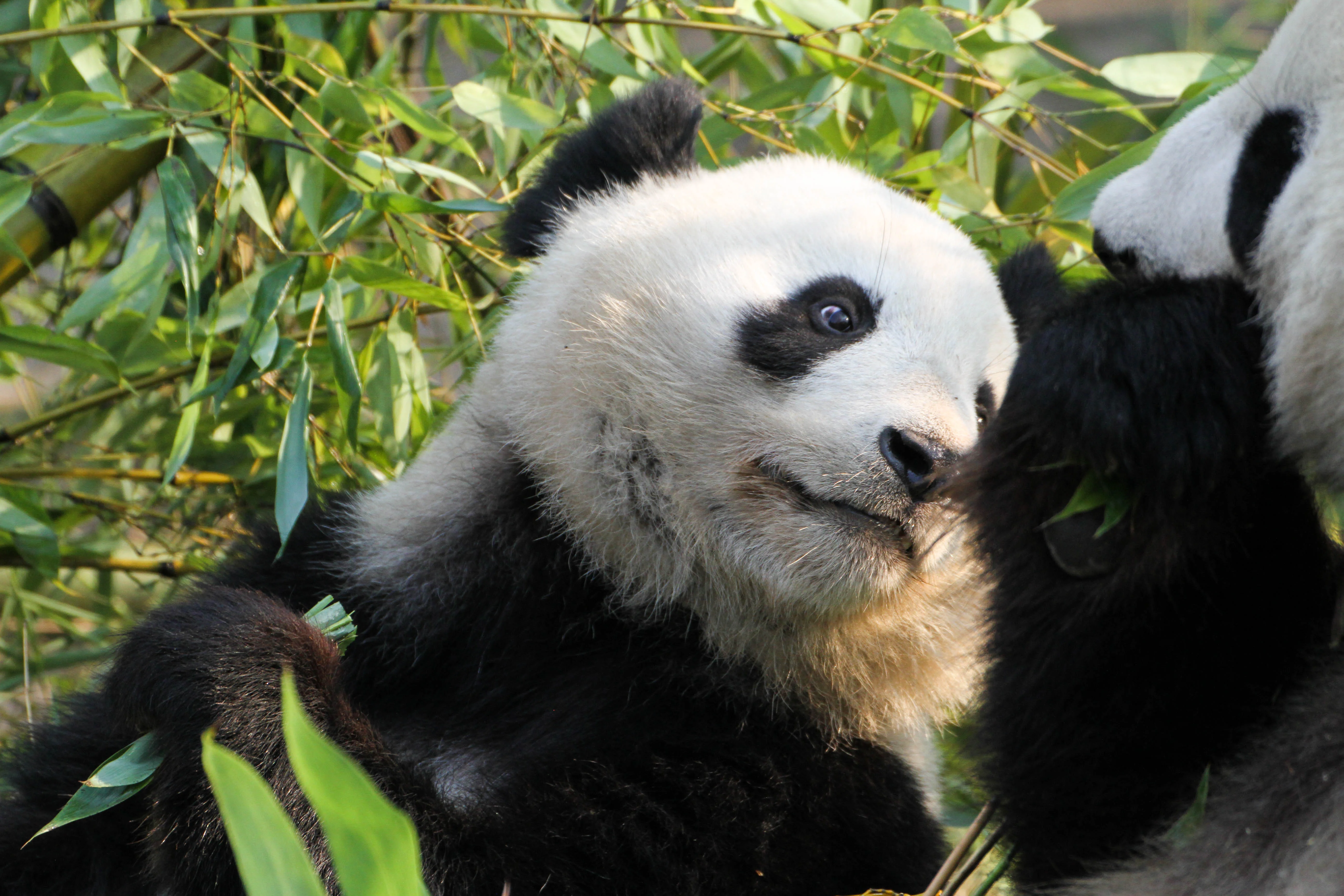 Tiergarten Schönbrunn