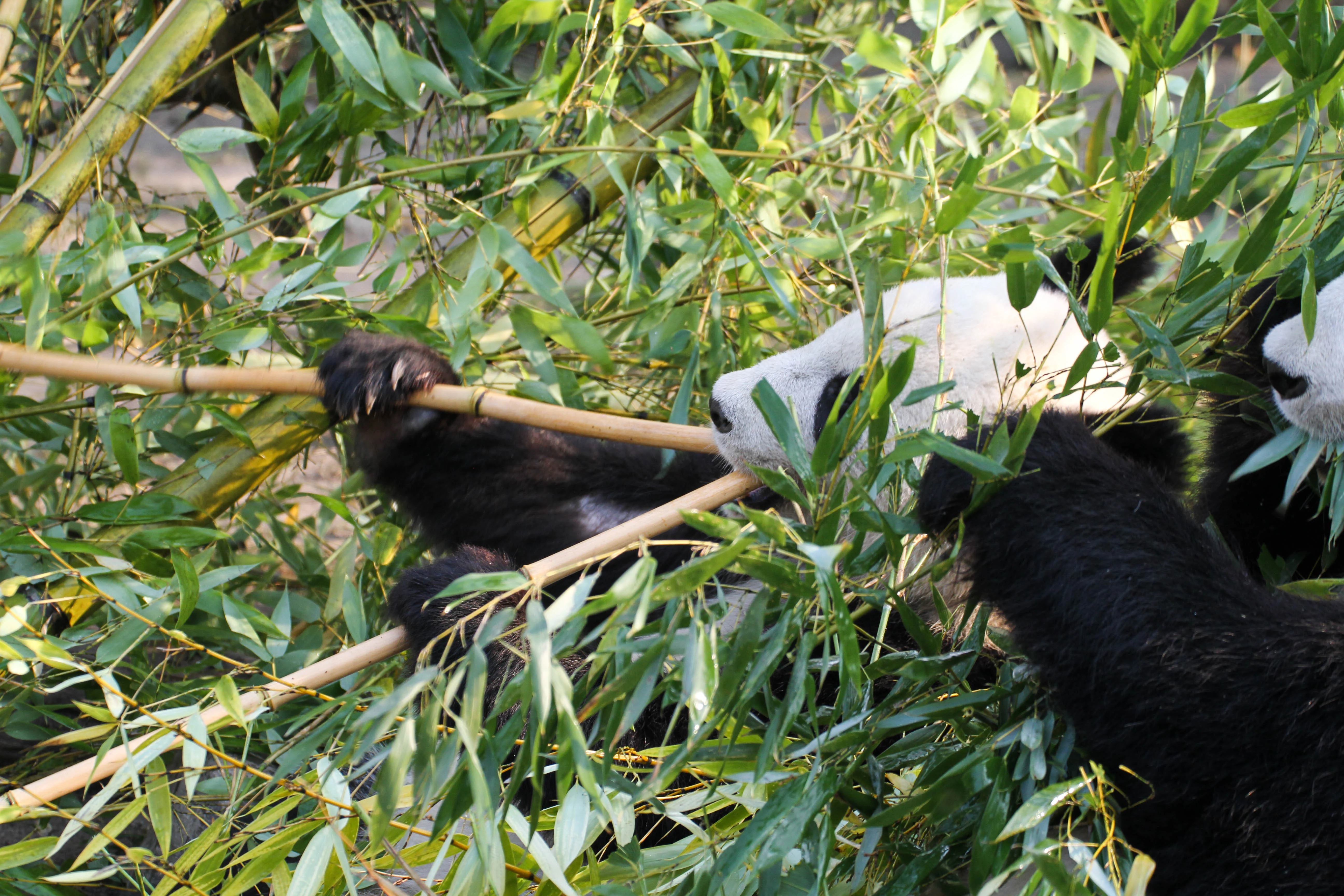 Tiergarten Schönbrunn