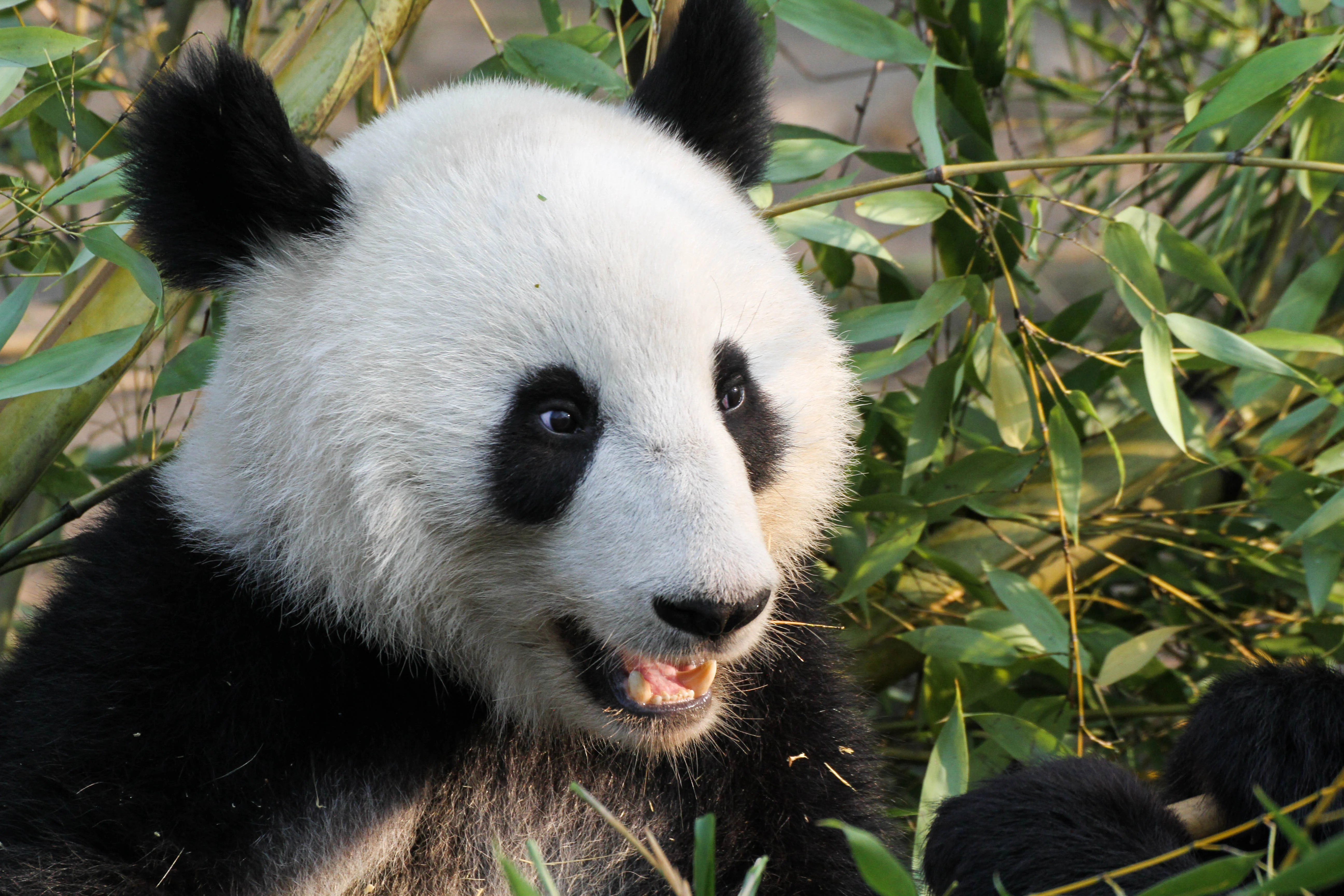 Tiergarten Schönbrunn