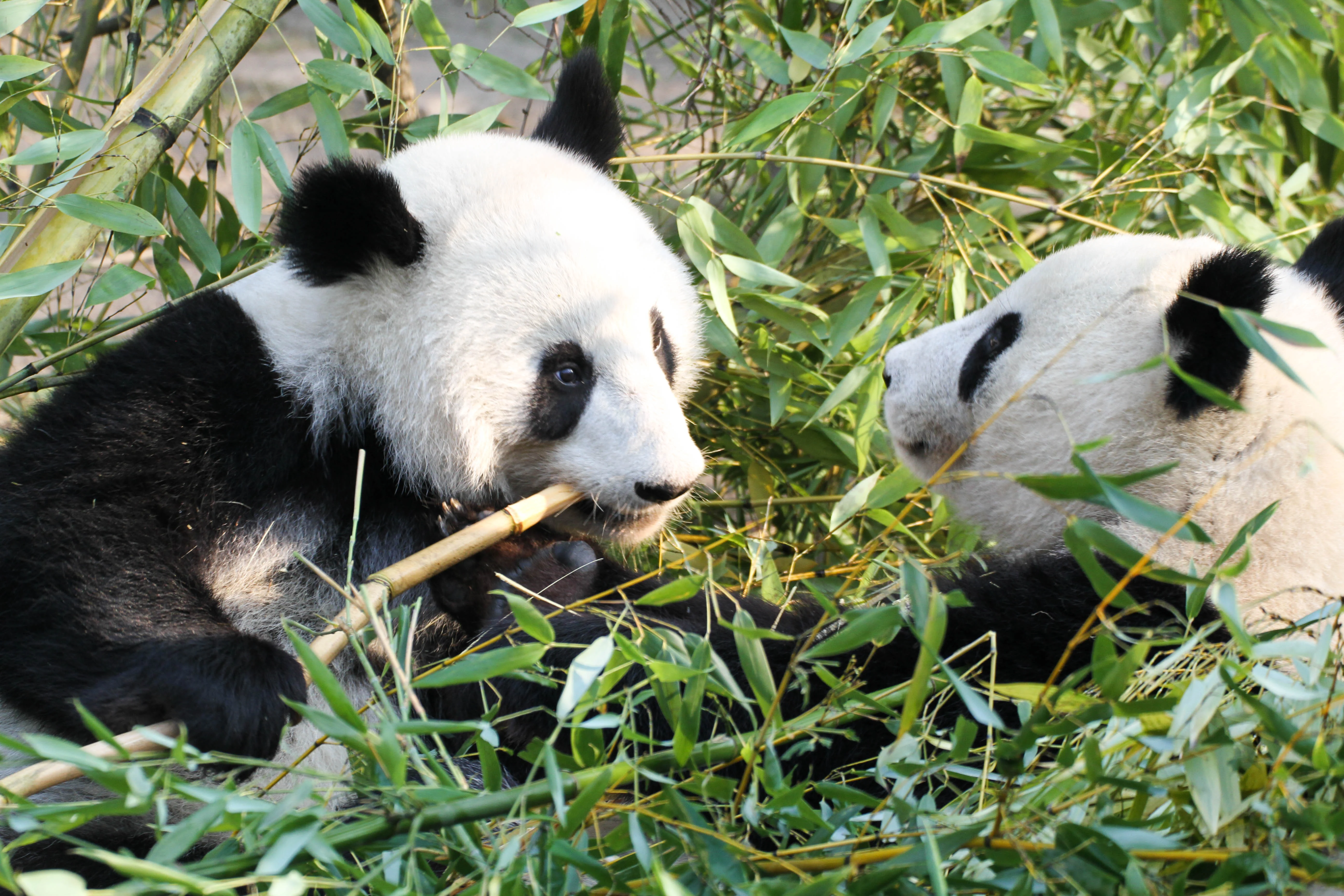 Tiergarten Schönbrunn