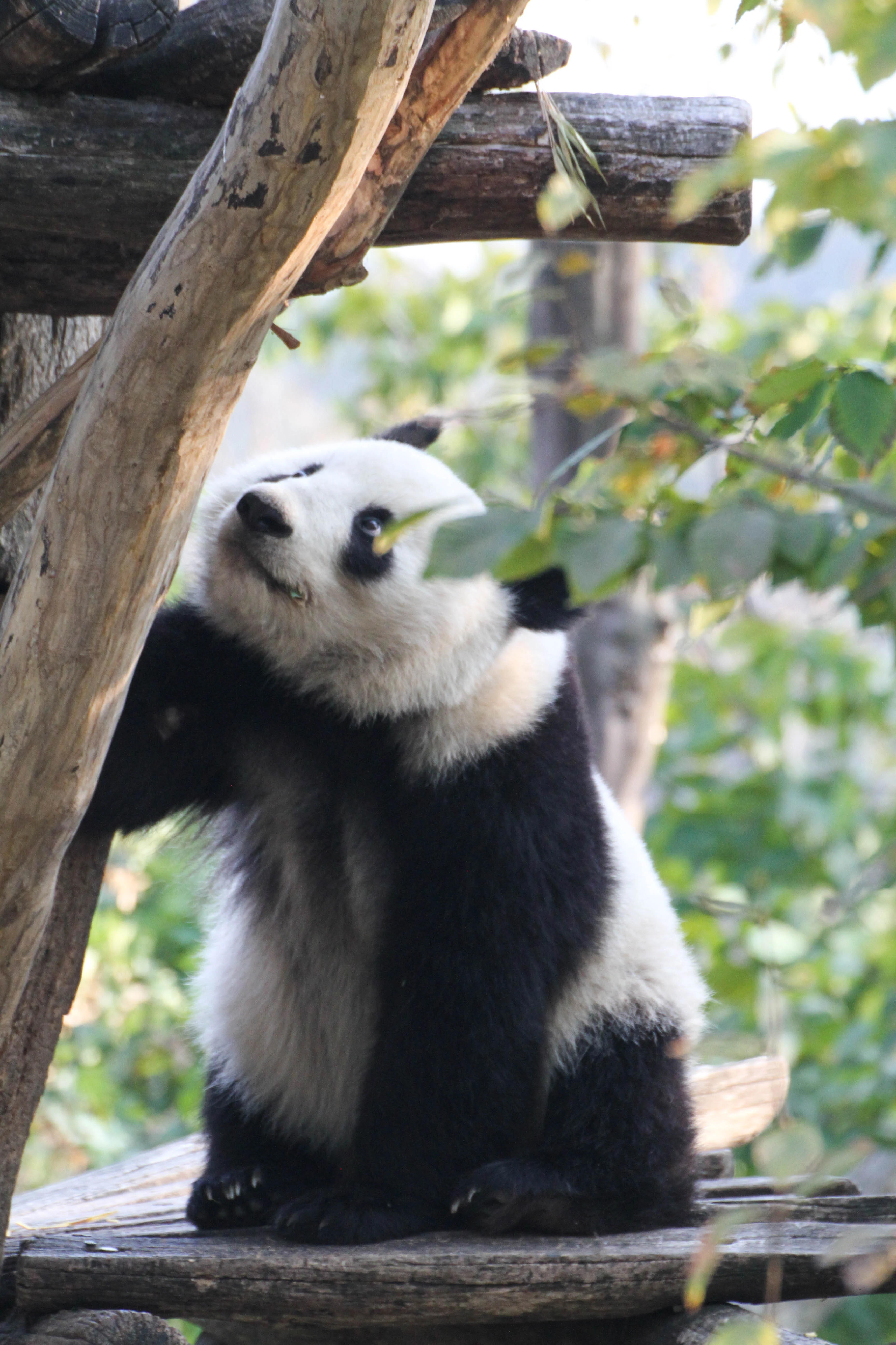 Tiergarten Schönbrunn