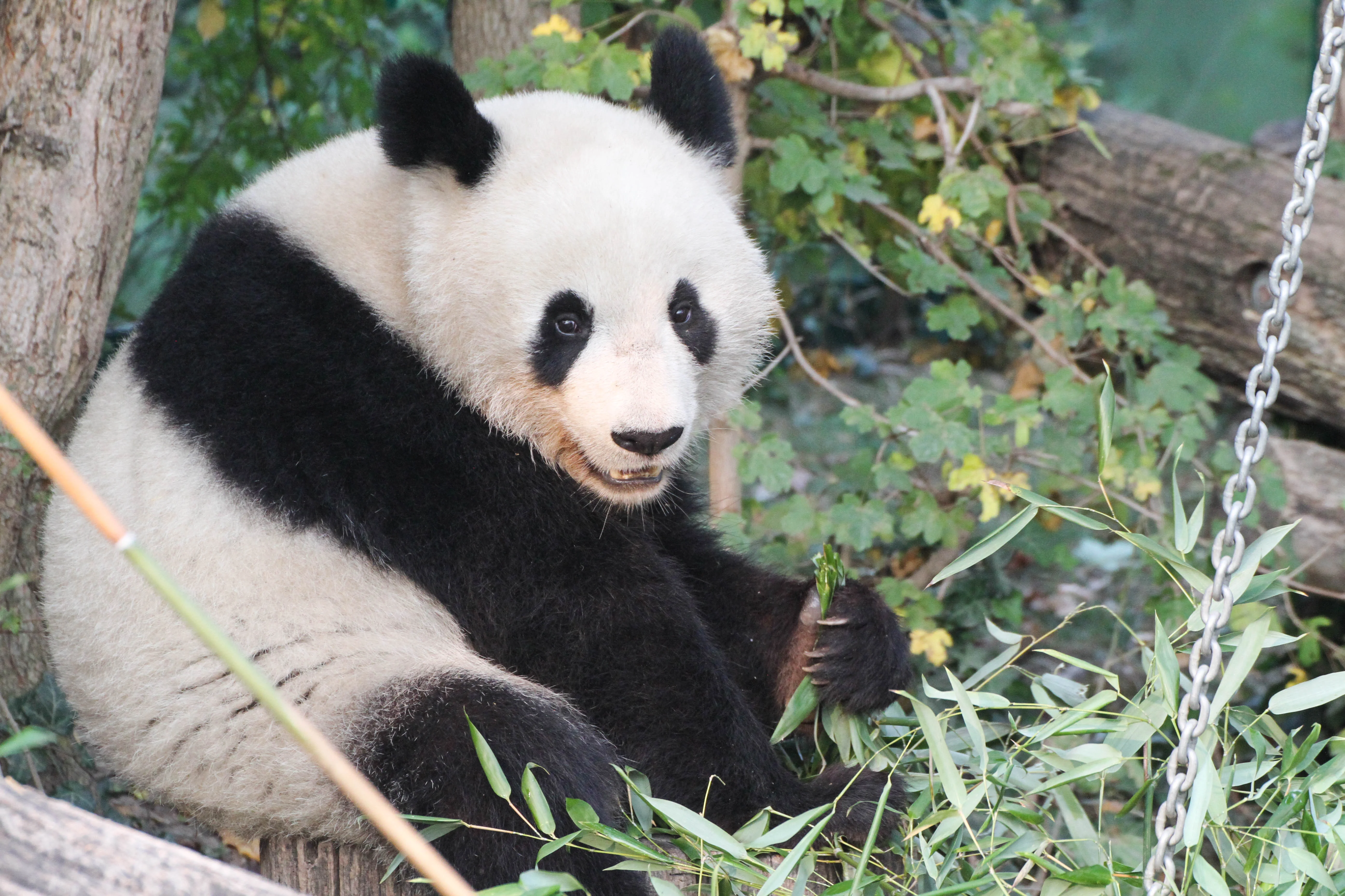 Tiergarten Schönbrunn