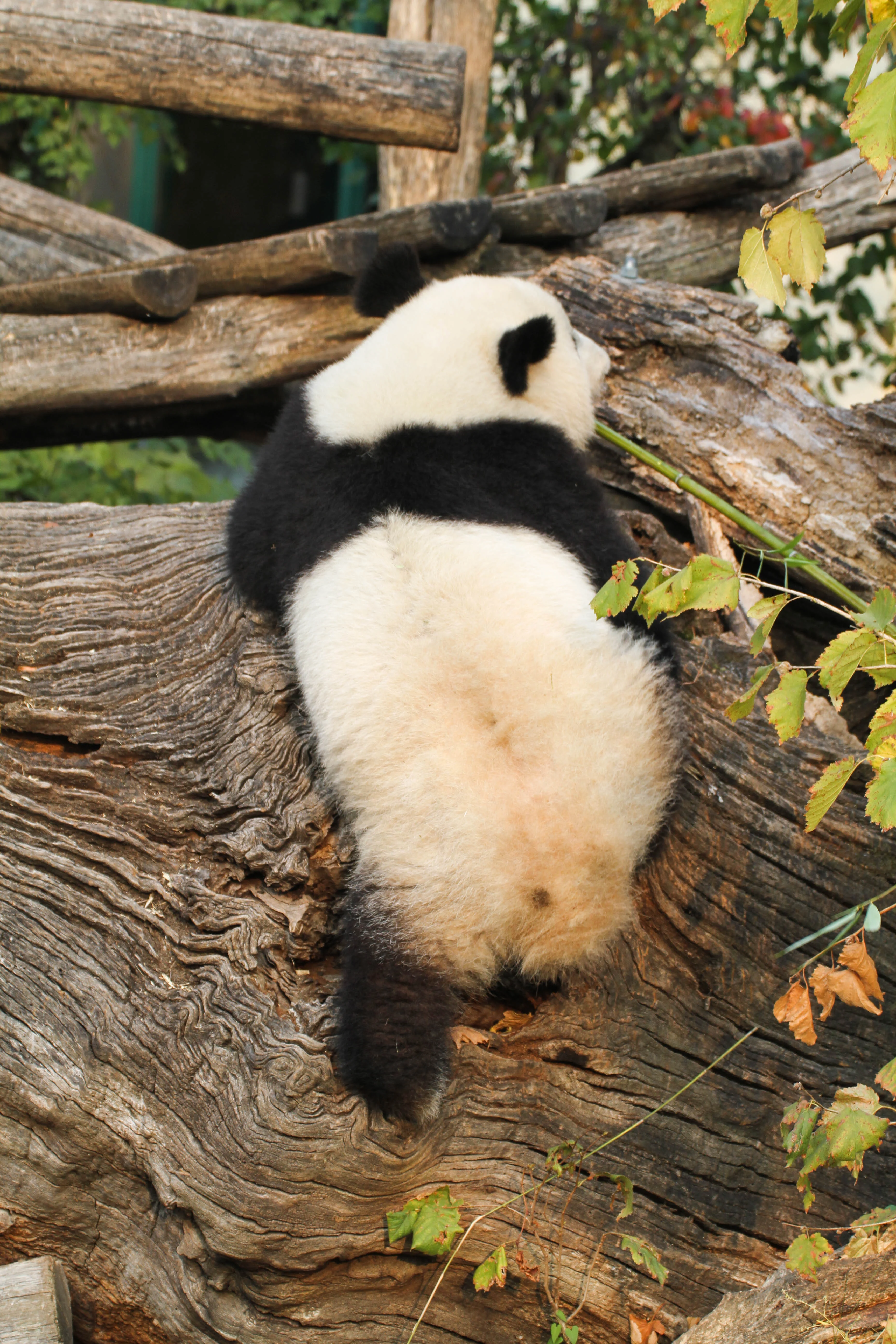 Tiergarten Schönbrunn
