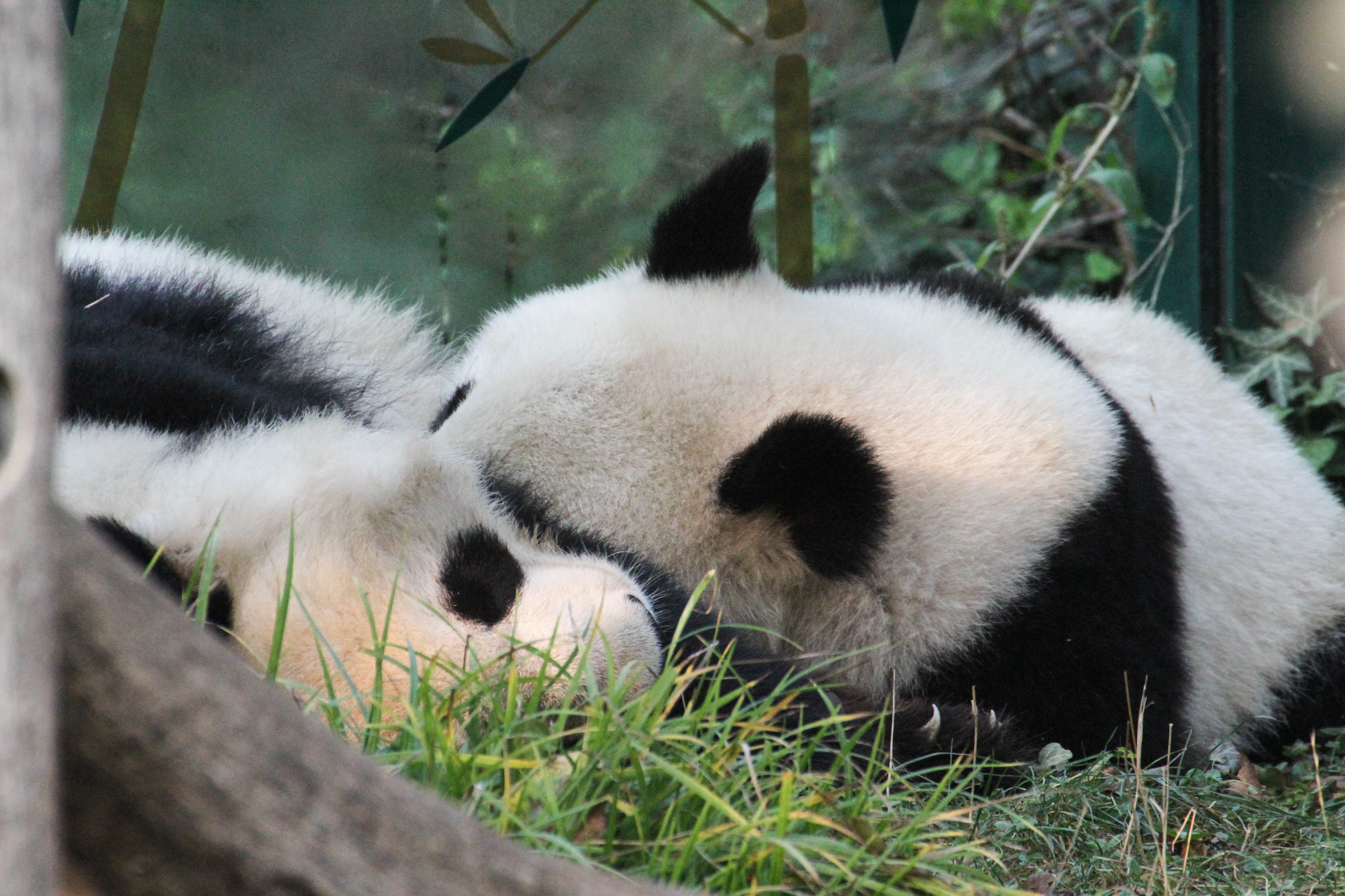 Tiergarten Schönbrunn
