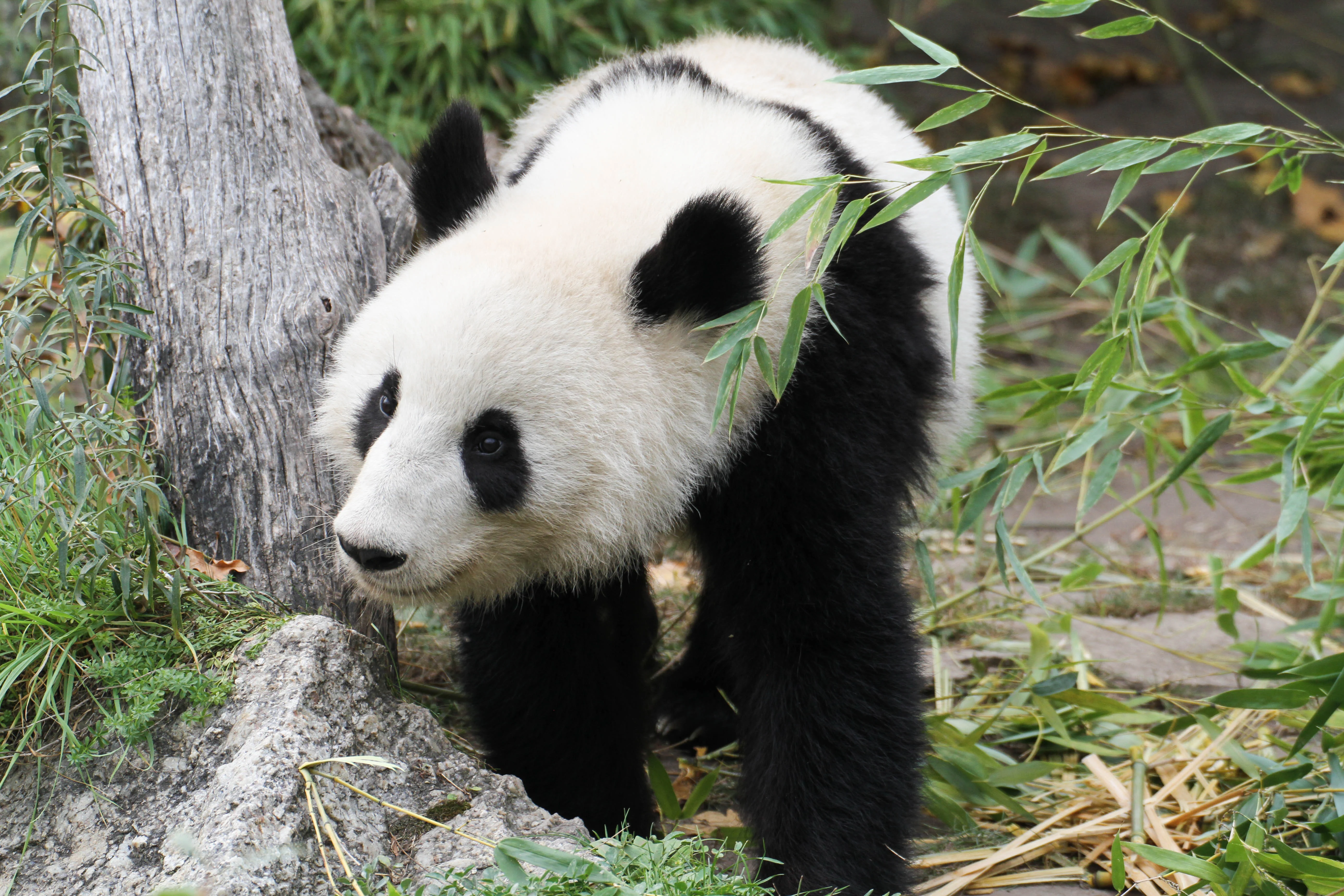 Tiergarten Schönbrunn