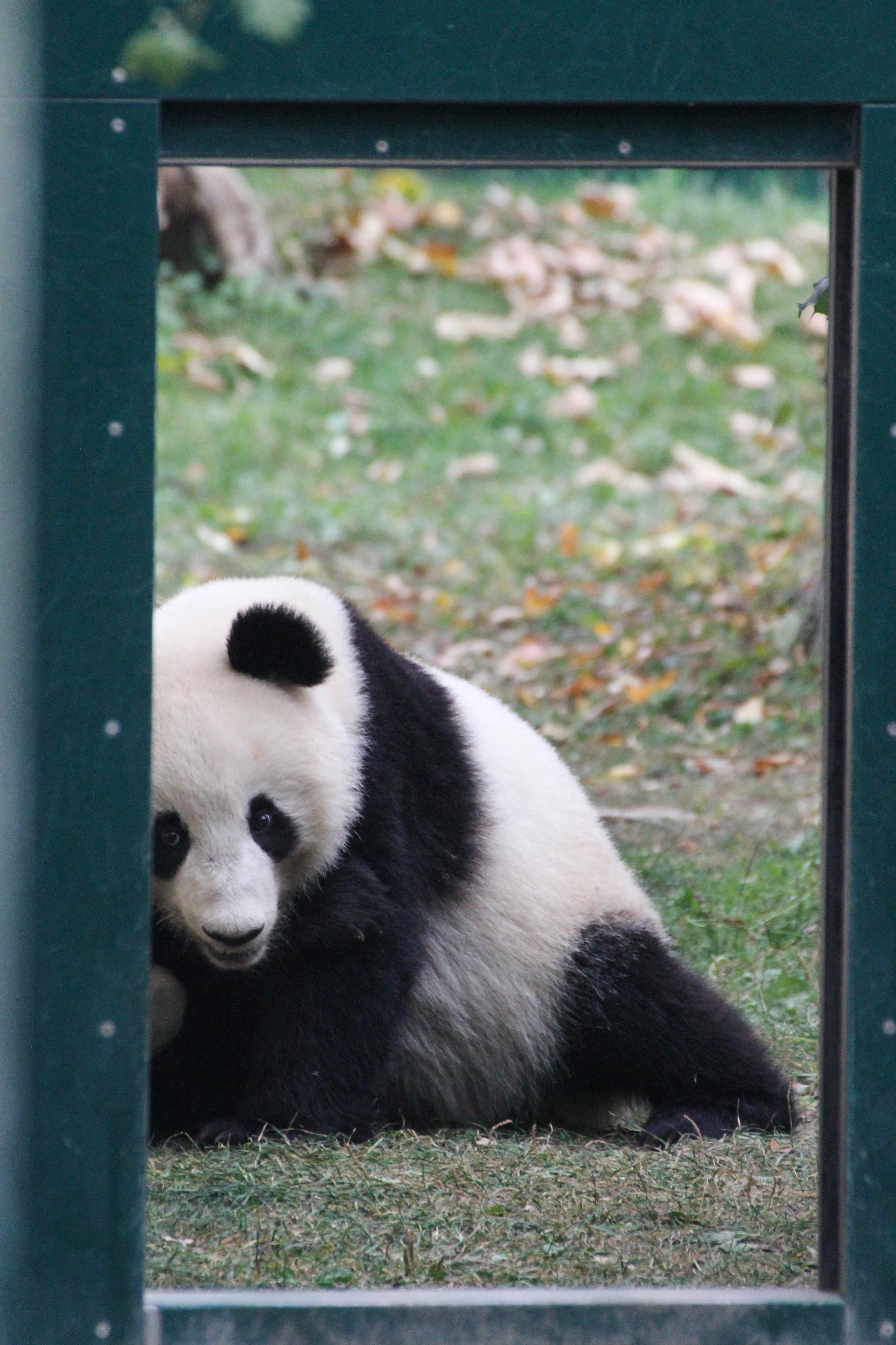 Tiergarten Schönbrunn