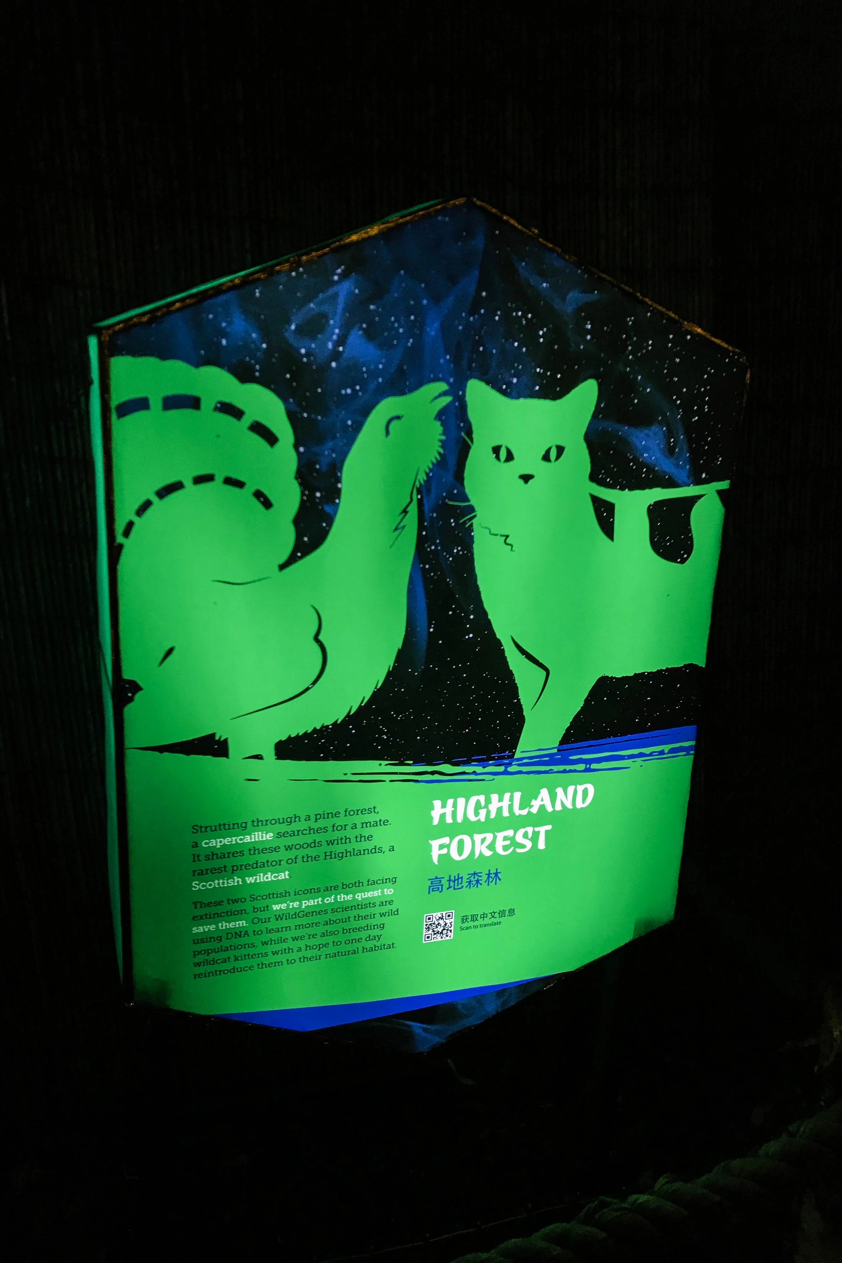 Giant Lanterns of China