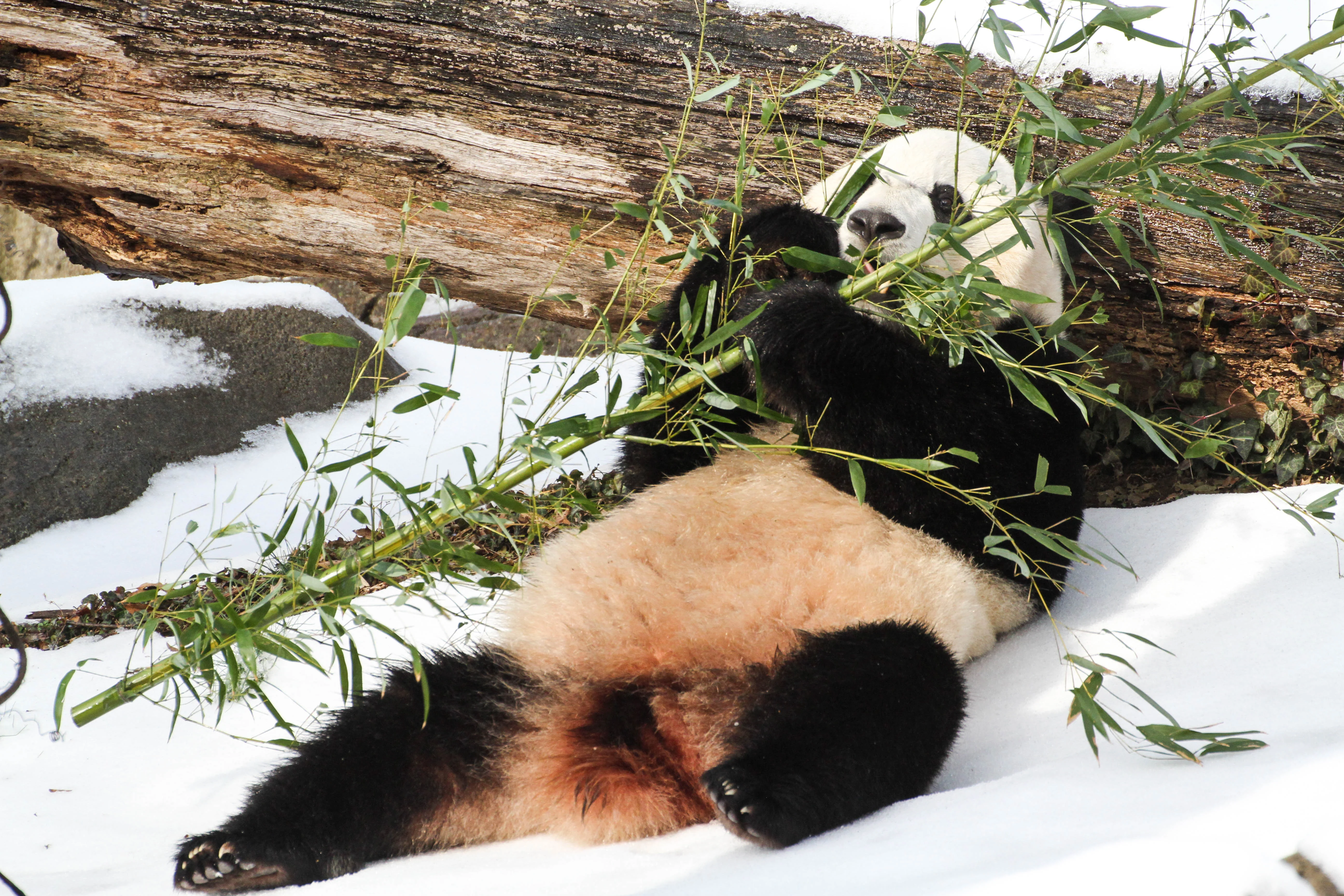 Smithsonian's National Zoo