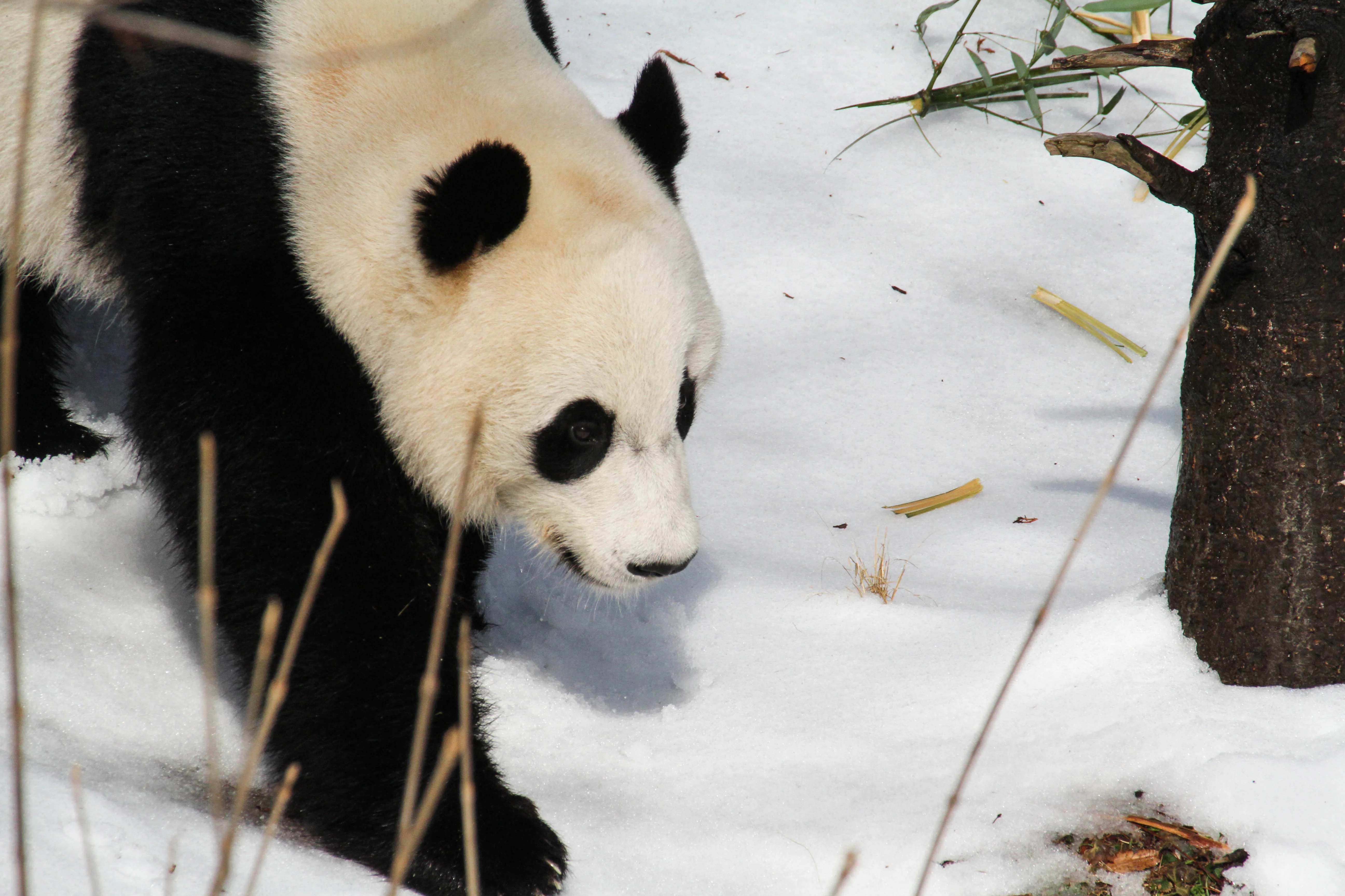 Smithsonian's National Zoo
