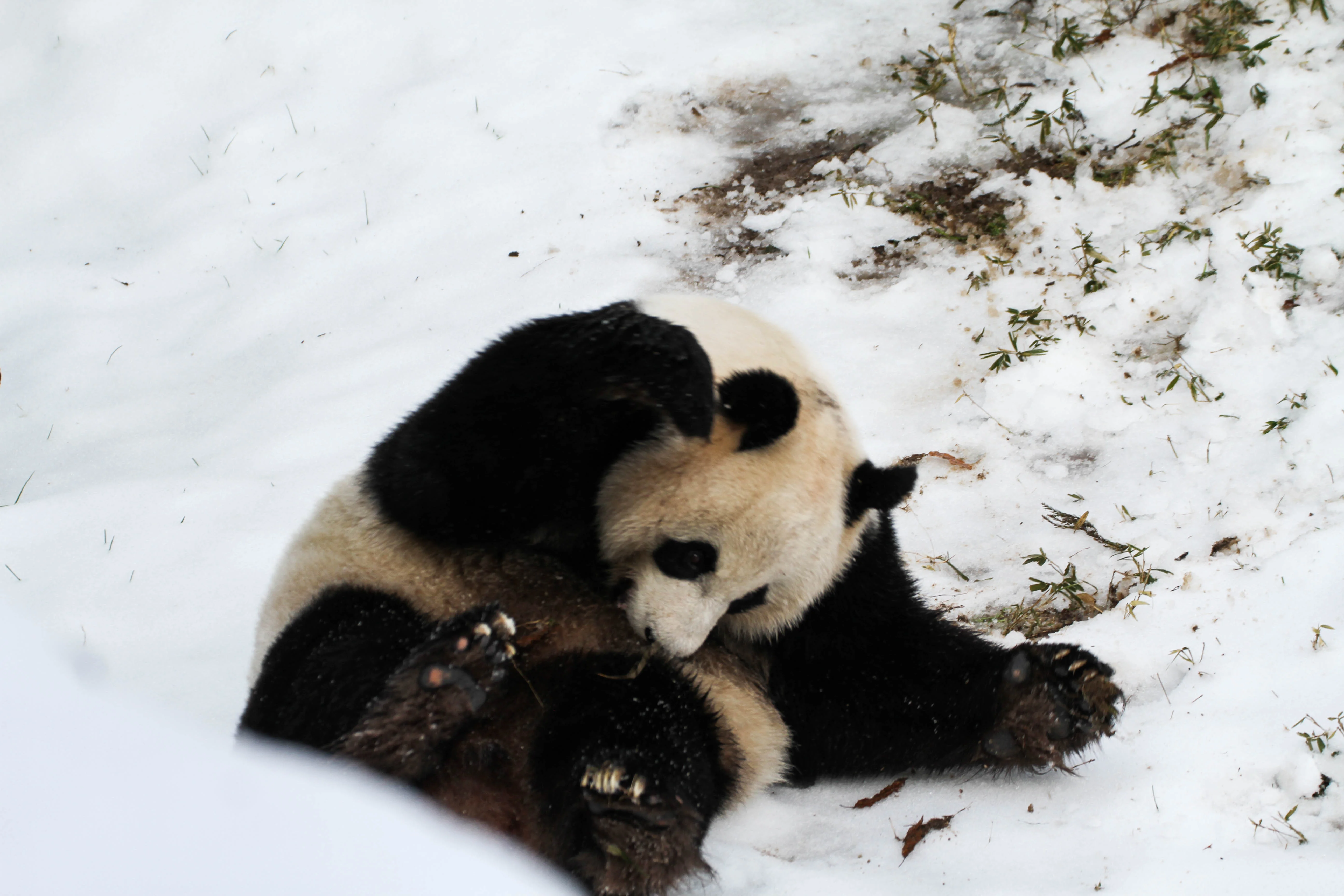 Smithsonian's National Zoo