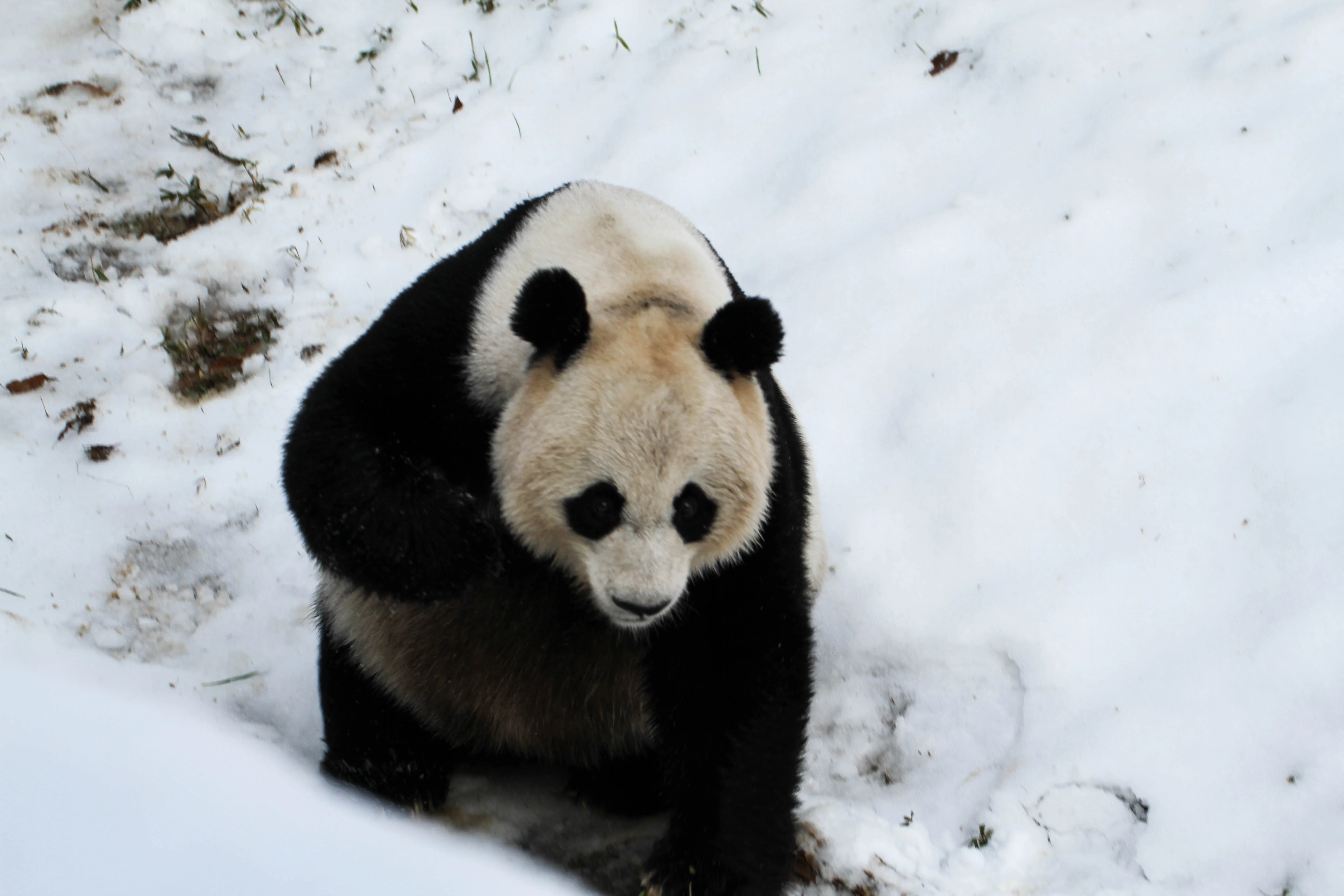 Smithsonian's National Zoo