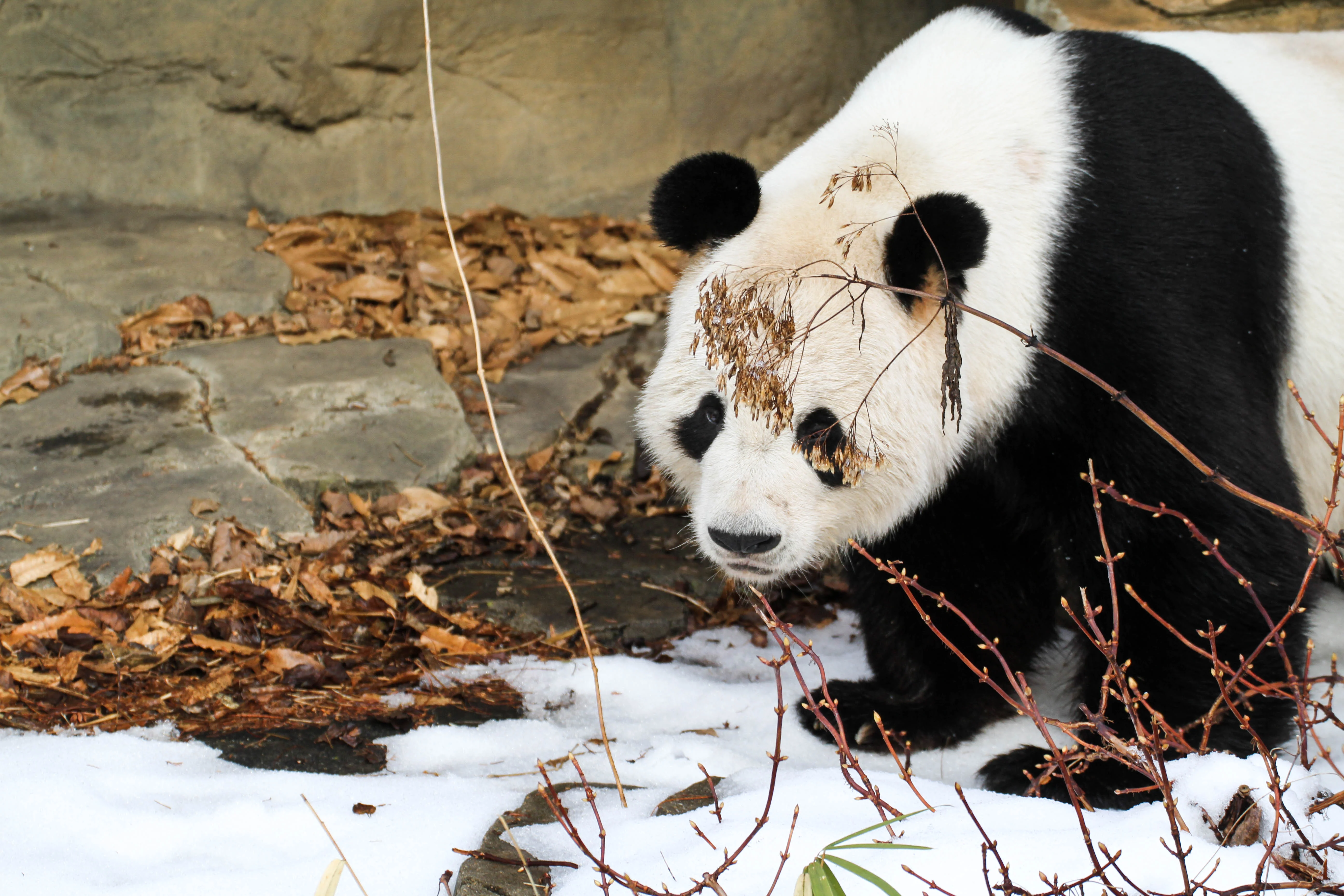 Smithsonian's National Zoo