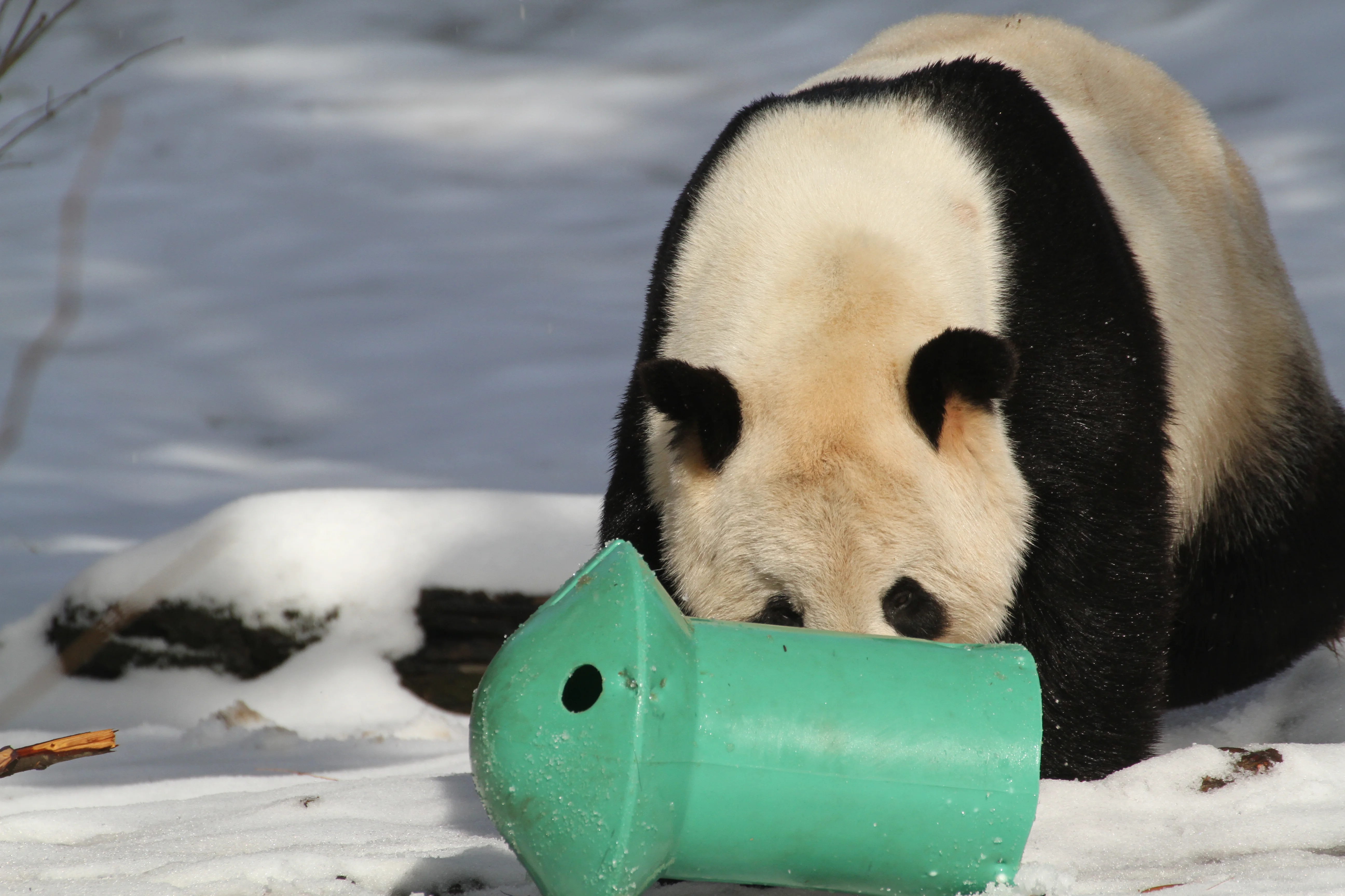 Smithsonian's National Zoo