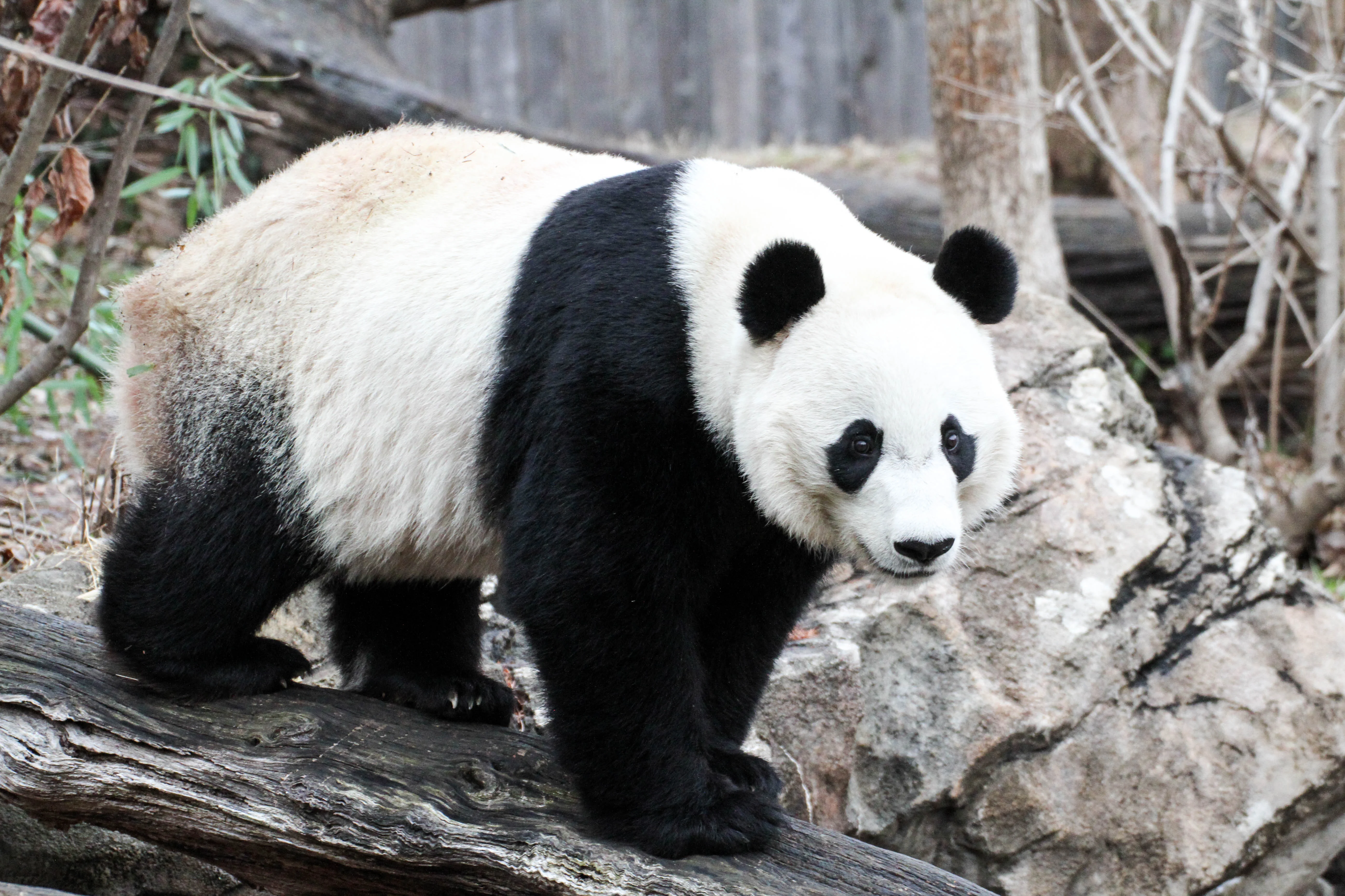 Smithsonian's National Zoo