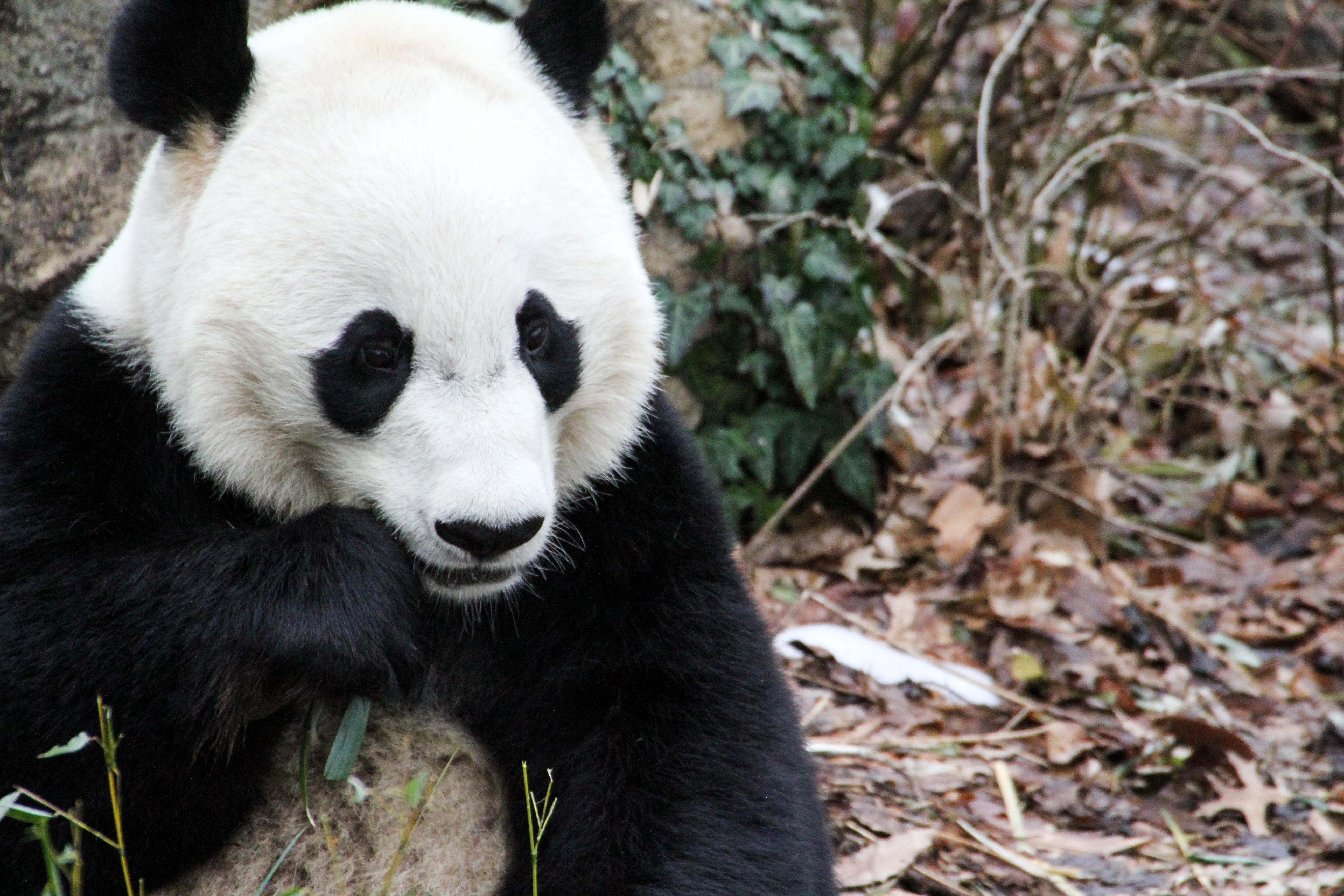 Smithsonian's National Zoo