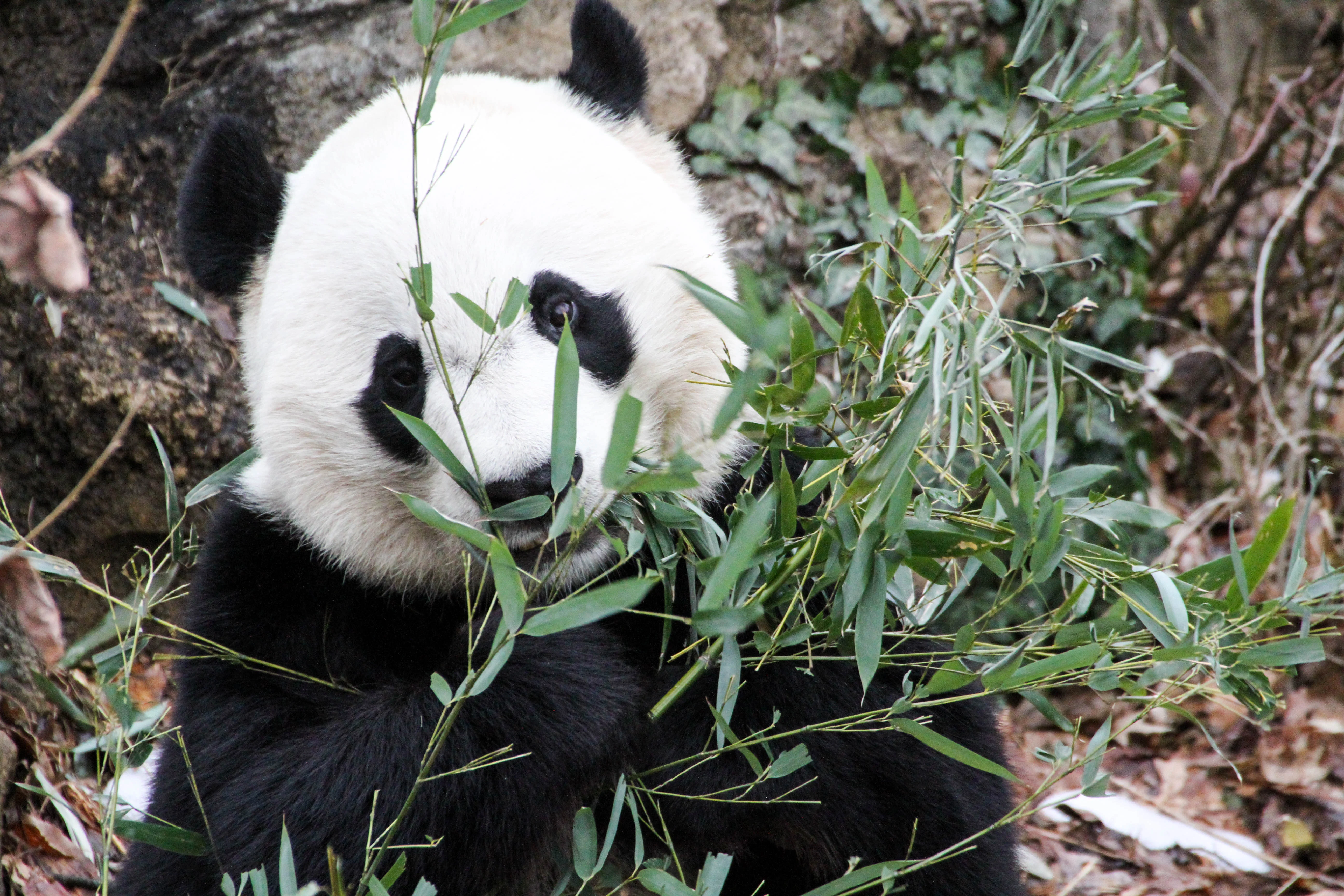 Smithsonian's National Zoo