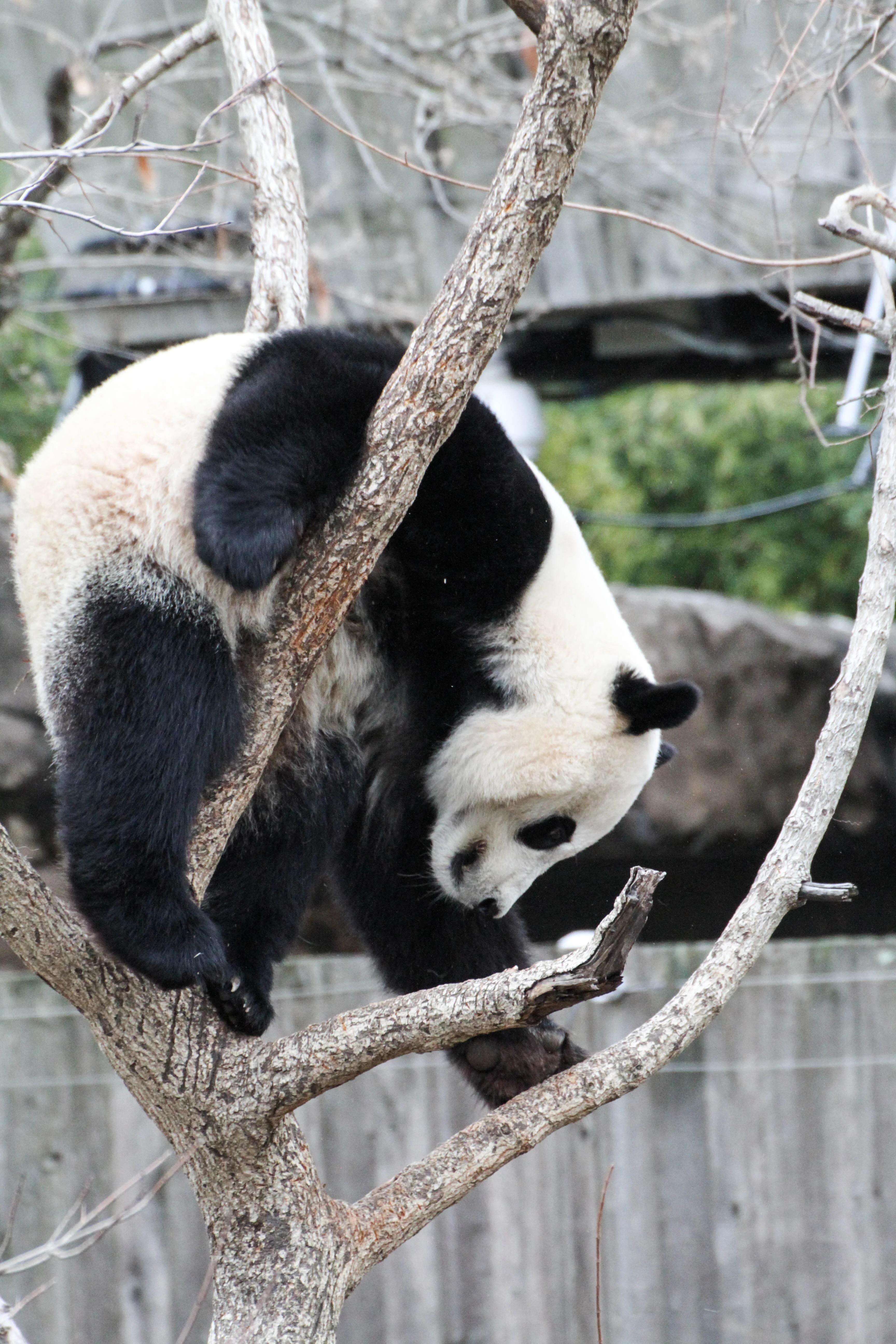 Smithsonian's National Zoo